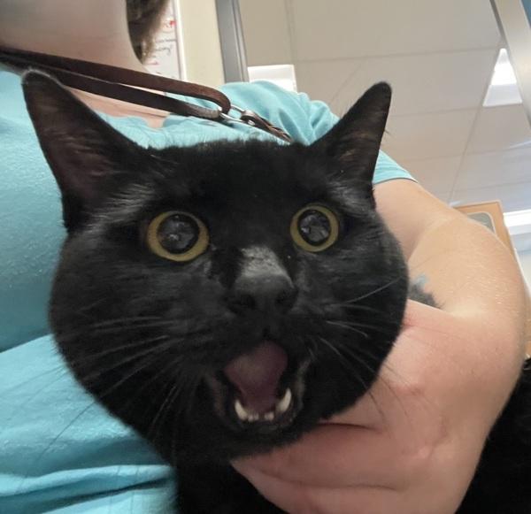 Amber, Adoptable, Senior Female Domestic Short Hair.