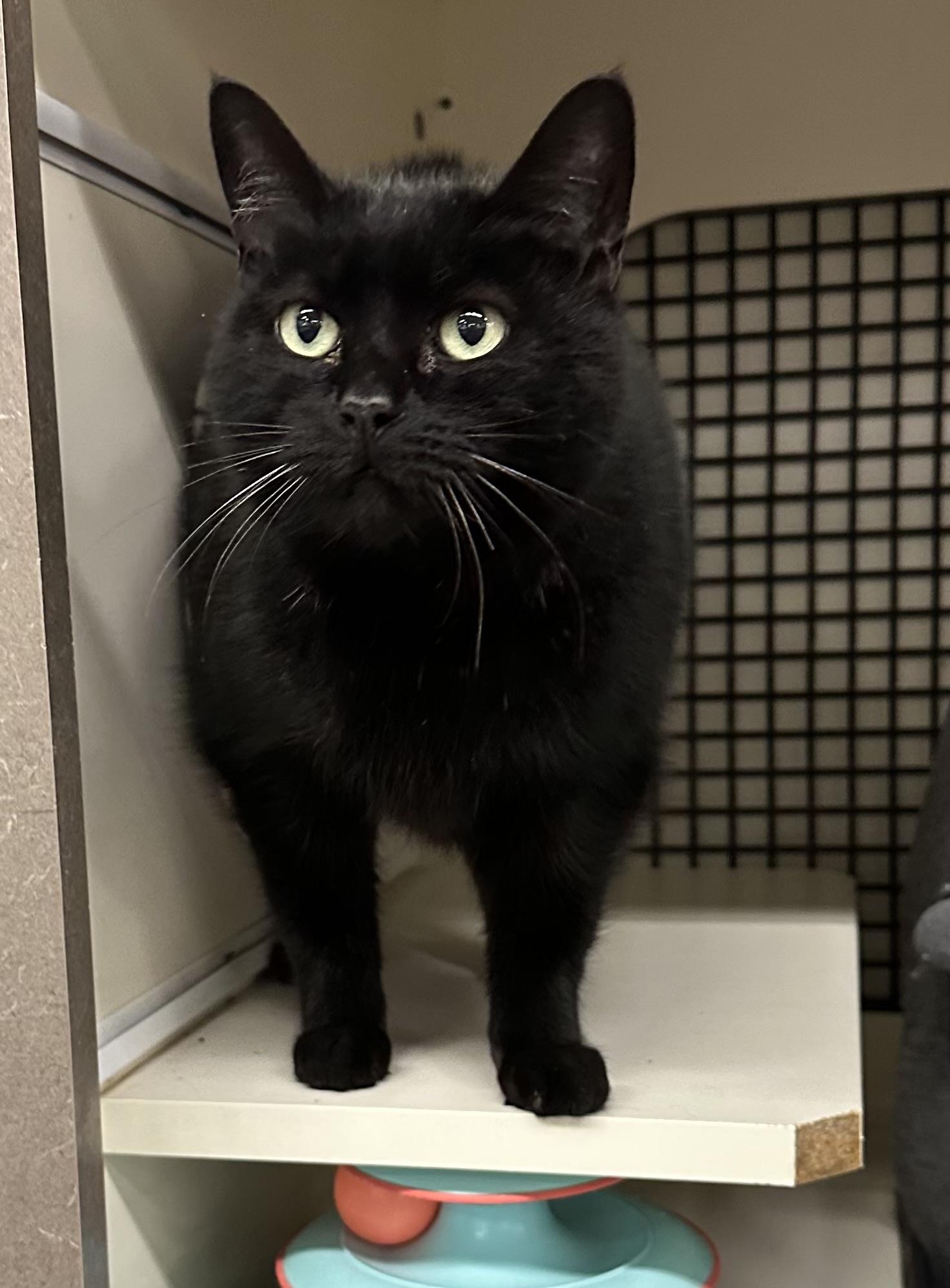 Enlarge Velvet, a ADOPTABLE Domestic Short Hair in Easley, SC image 3/3