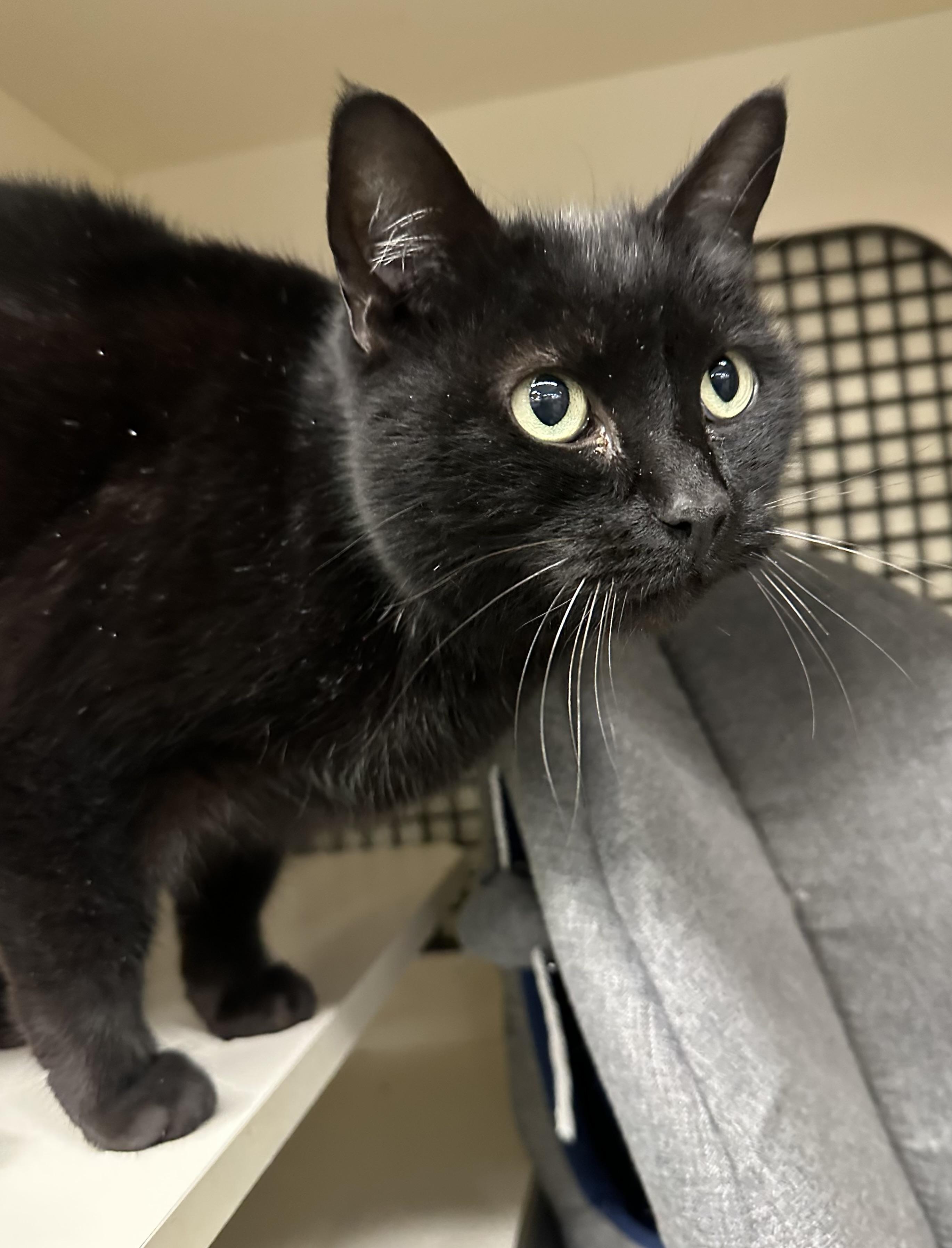 Enlarge Velvet, a ADOPTABLE Domestic Short Hair in Easley, SC image 1/3
