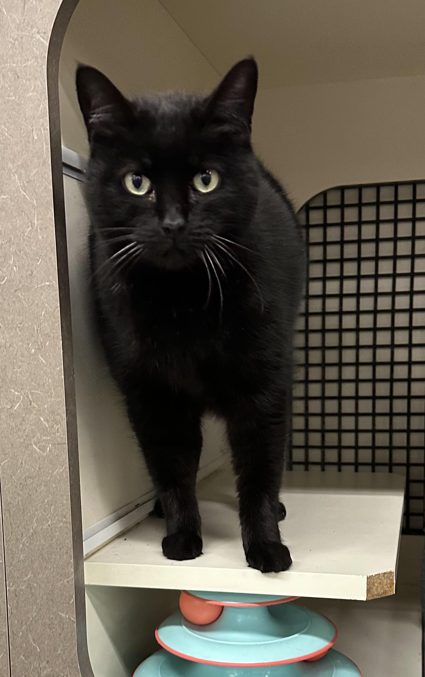 Enlarge Velvet, a ADOPTABLE Domestic Short Hair in Easley, SC image 2/3