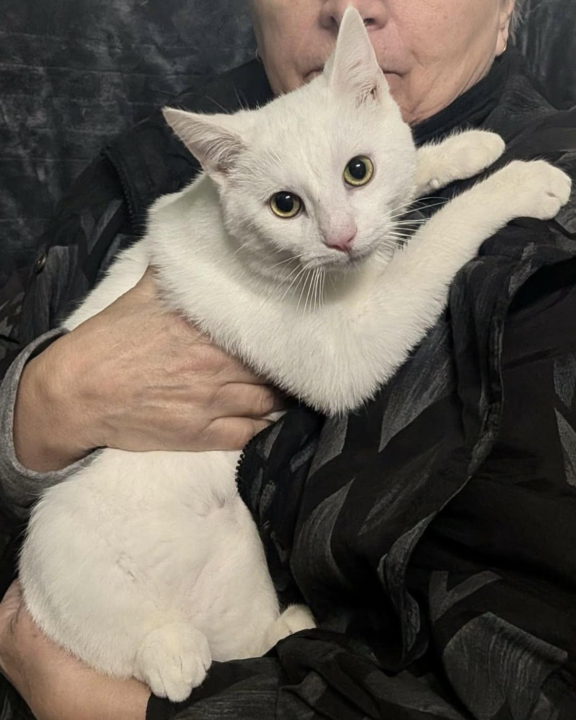 Enlarge SPOOK, an adopted Domestic Short Hair in Tillsonburg, ON image 2/3