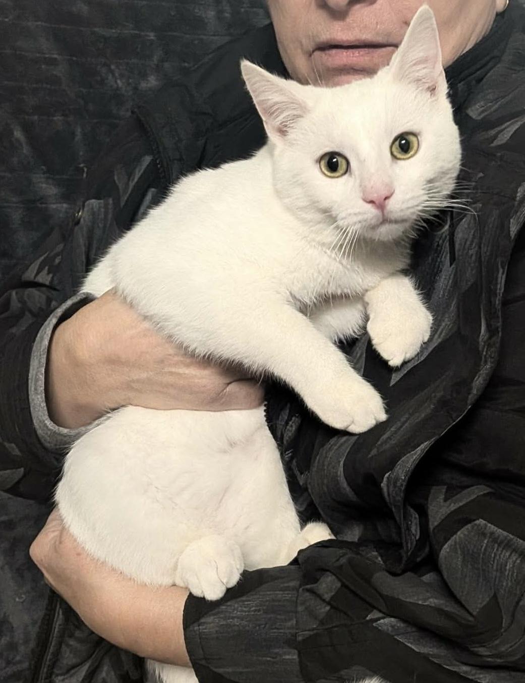 Enlarge SPOOK, an adopted Domestic Short Hair in Tillsonburg, ON image 1/3