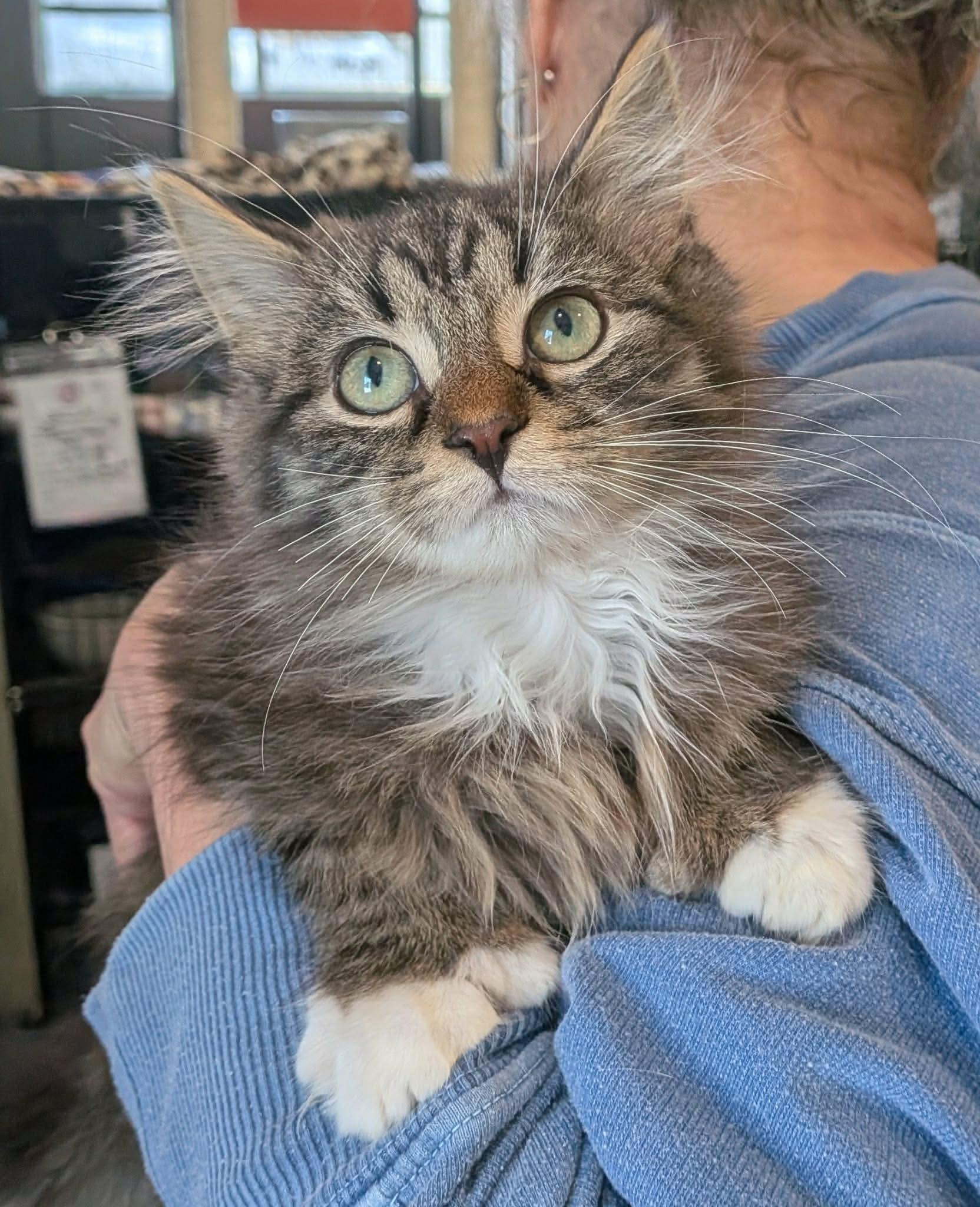 Enlarge SPOOK, an adopted Domestic Short Hair in Tillsonburg, ON image 1/1