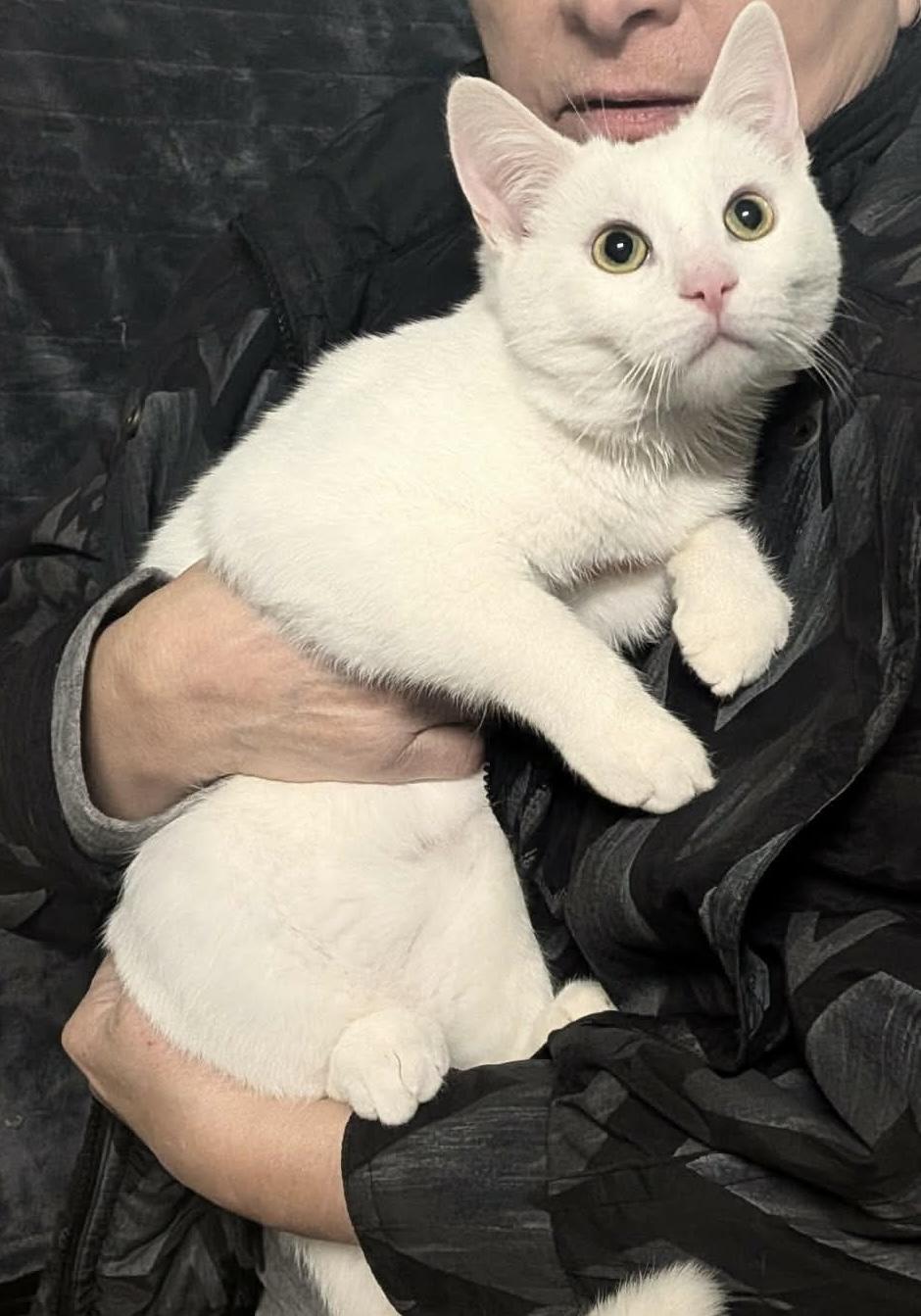 Enlarge SPOOK, an adopted Domestic Short Hair in Tillsonburg, ON image 3/3