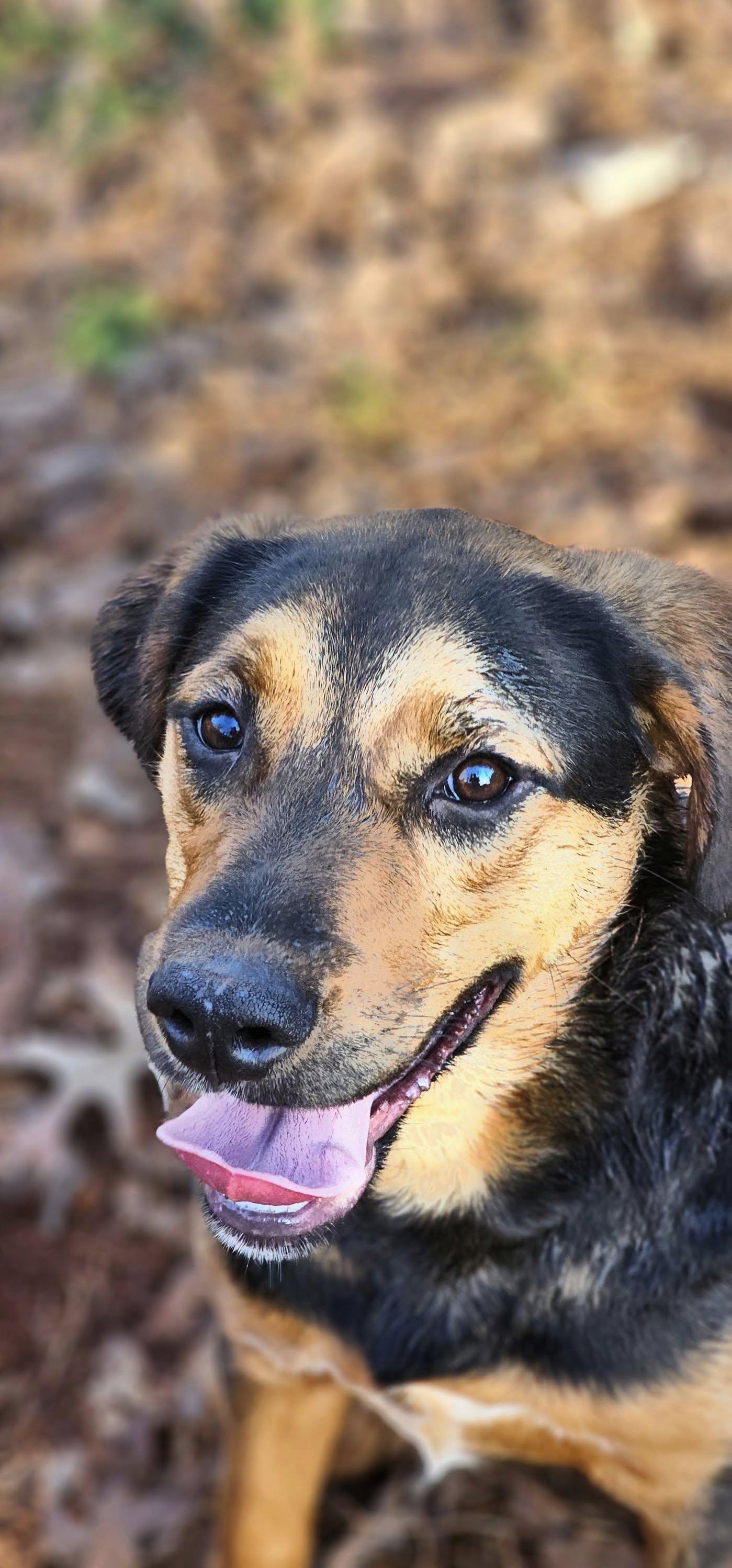 Enlarge Mocha $195, a Adoptable mixed breed in Seneca, SC image 3/5