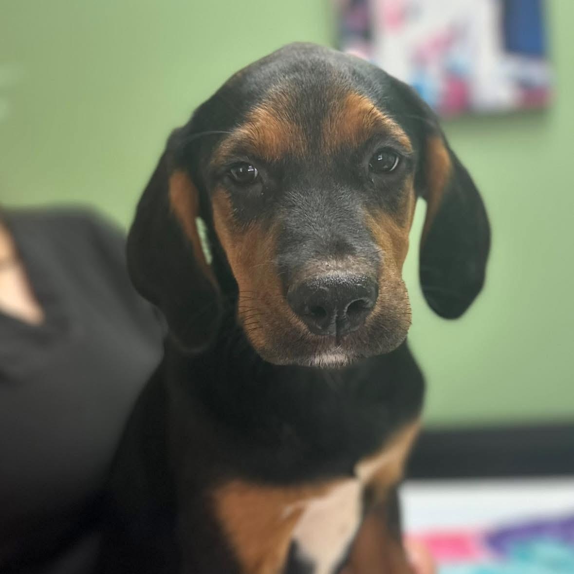 Mocha $395, Adoptable, Puppy Female Redbone Coonhound.