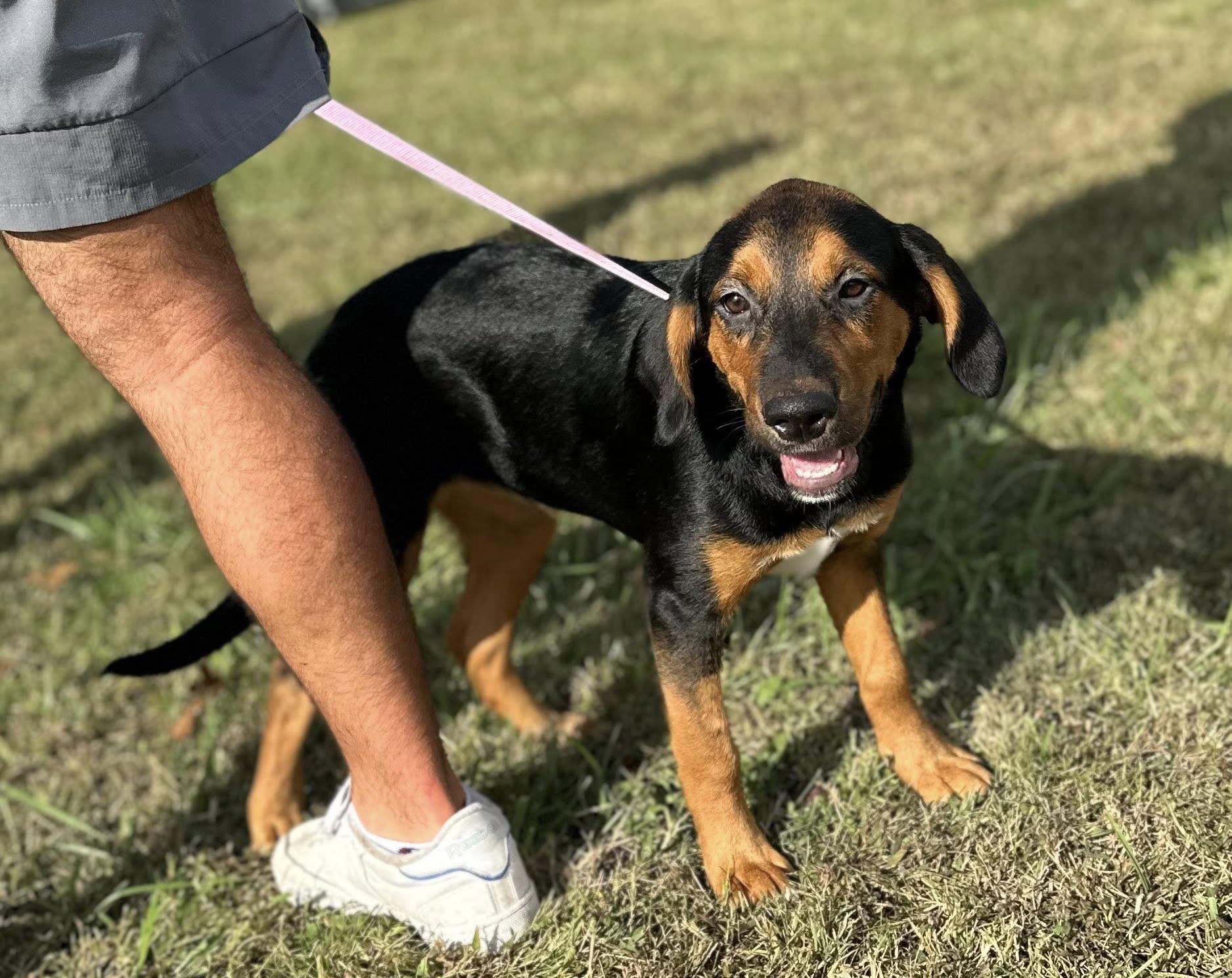 Mocha $395, a Adoptable mixed breed in Seneca, SC image 2/4