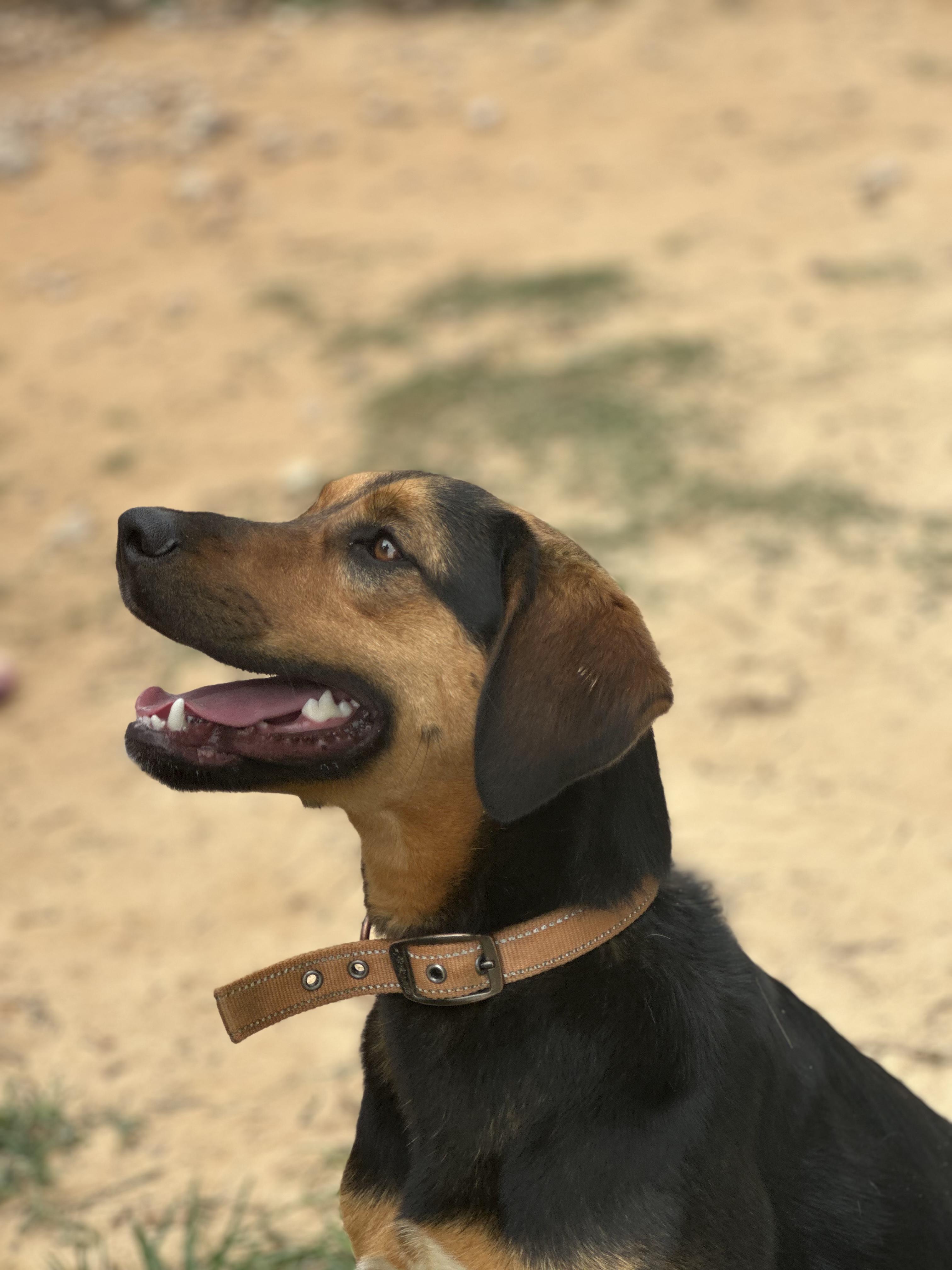 Enlarge Mocha 95, a Adoptable mixed breed in Seneca, SC image 6/6