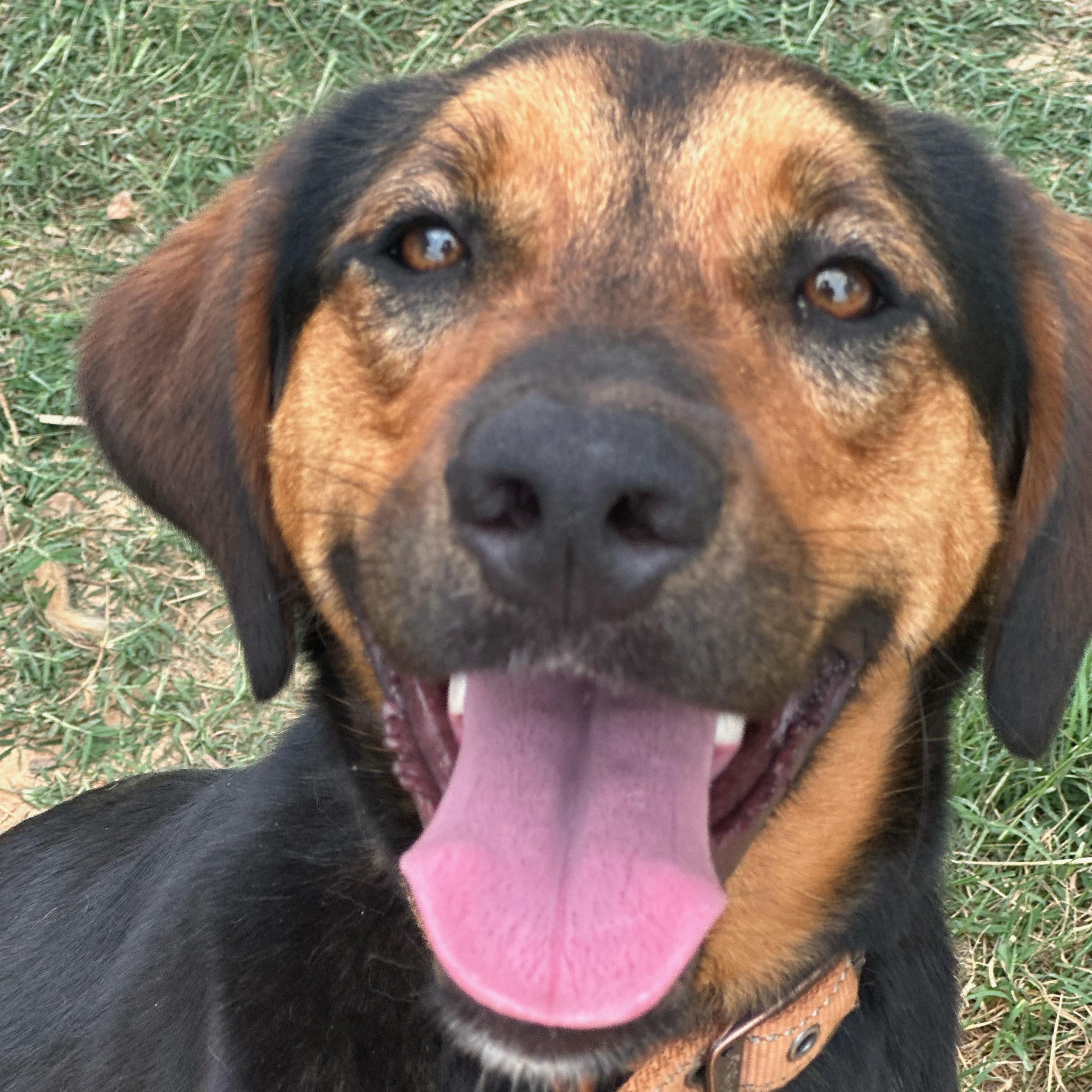 Enlarge Mocha 95, a Adoptable mixed breed in Seneca, SC image 2/6