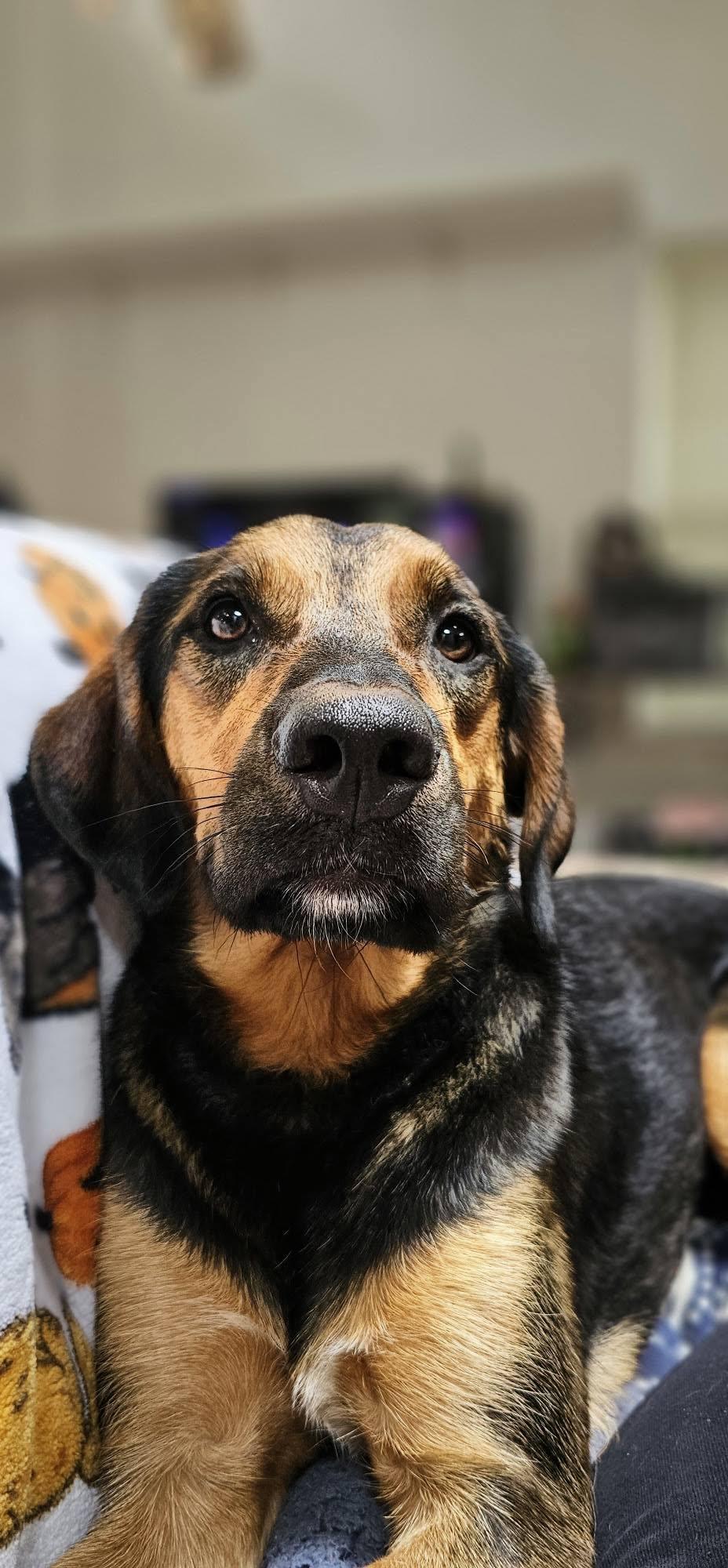 Mocha 95, Adoptable, Young Female Redbone Coonhound.