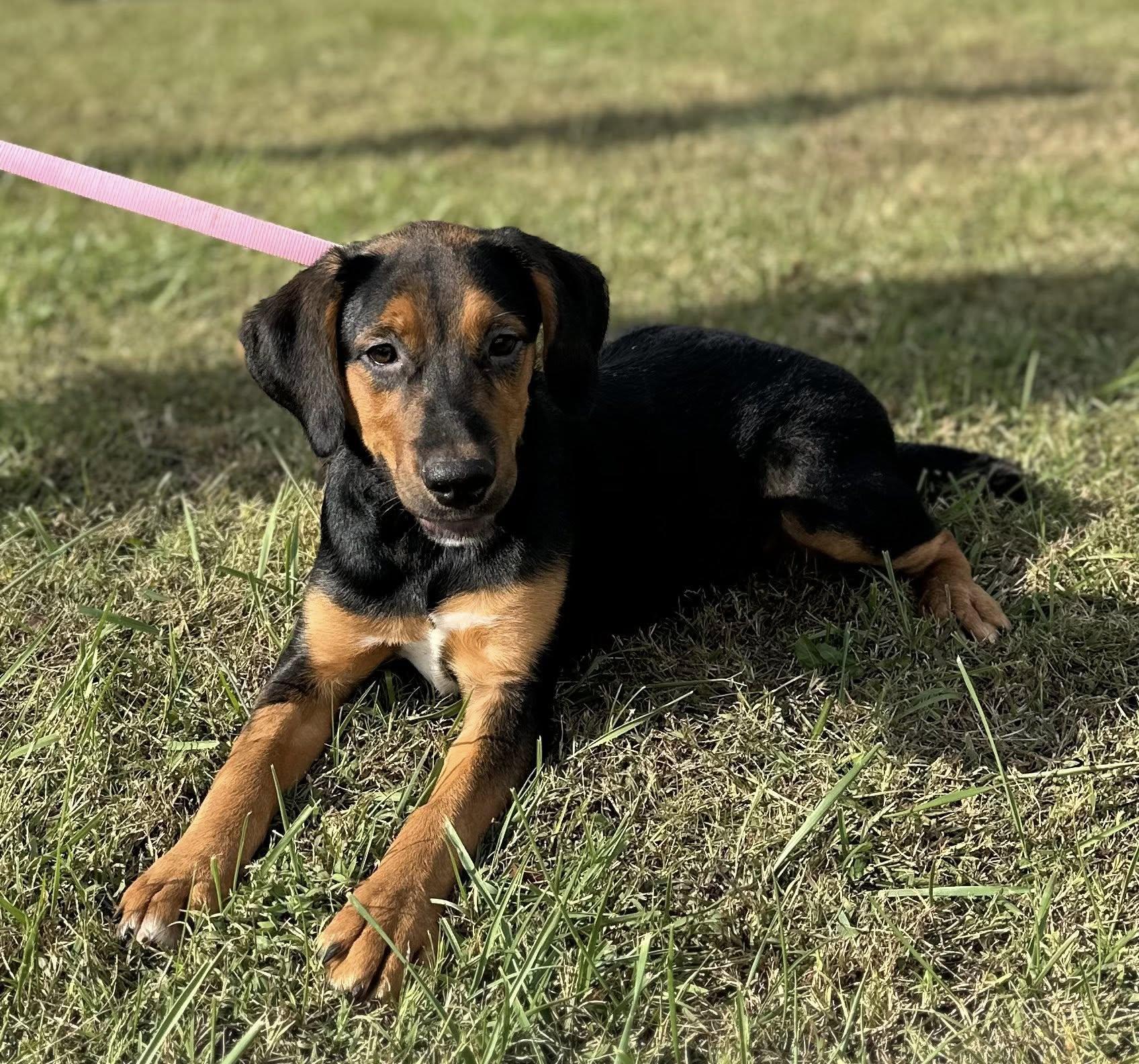 Mocha $395, a Adoptable mixed breed in Seneca, SC image 1/4