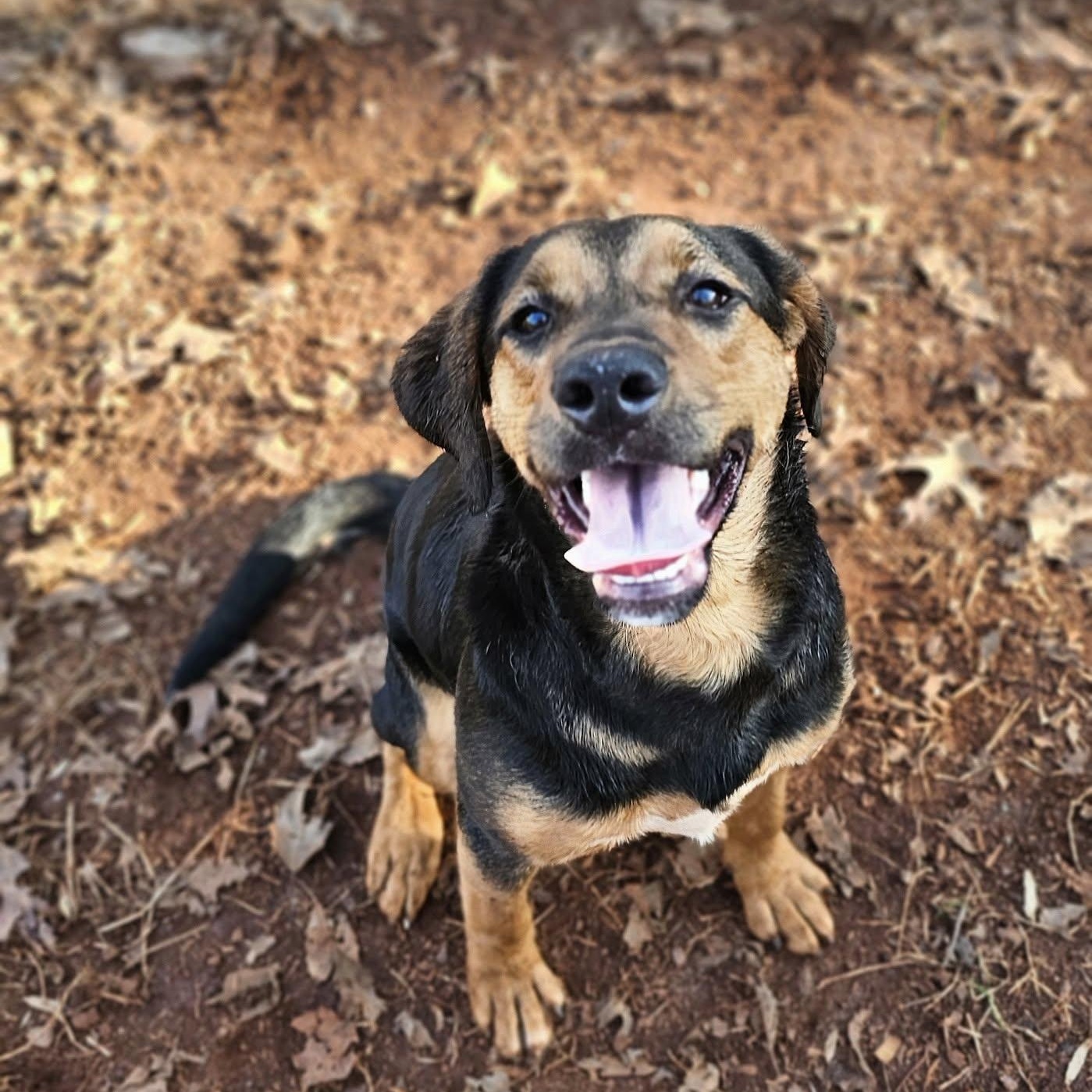 Enlarge Mocha $195, a Adoptable mixed breed in Seneca, SC image 2/5