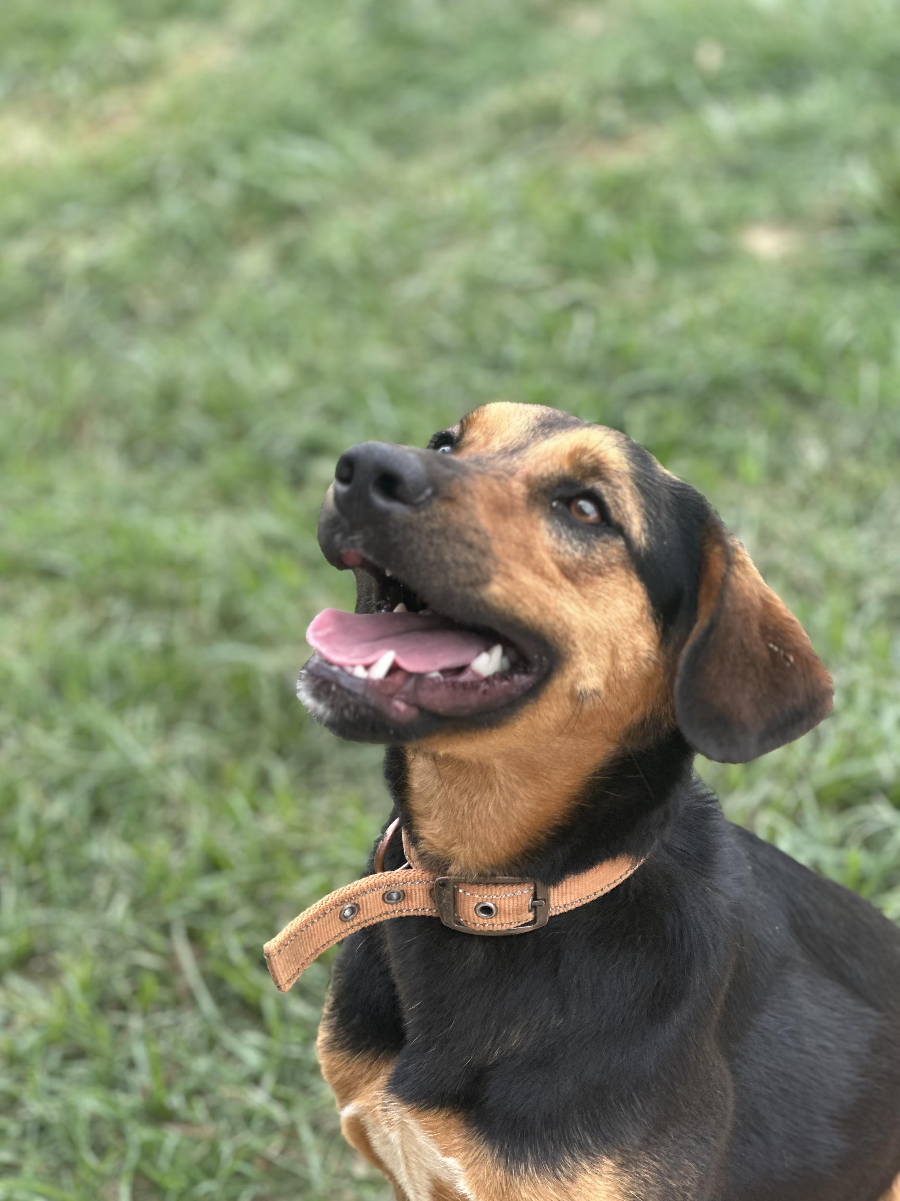 Enlarge Mocha 95, a Adoptable mixed breed in Seneca, SC image 3/6