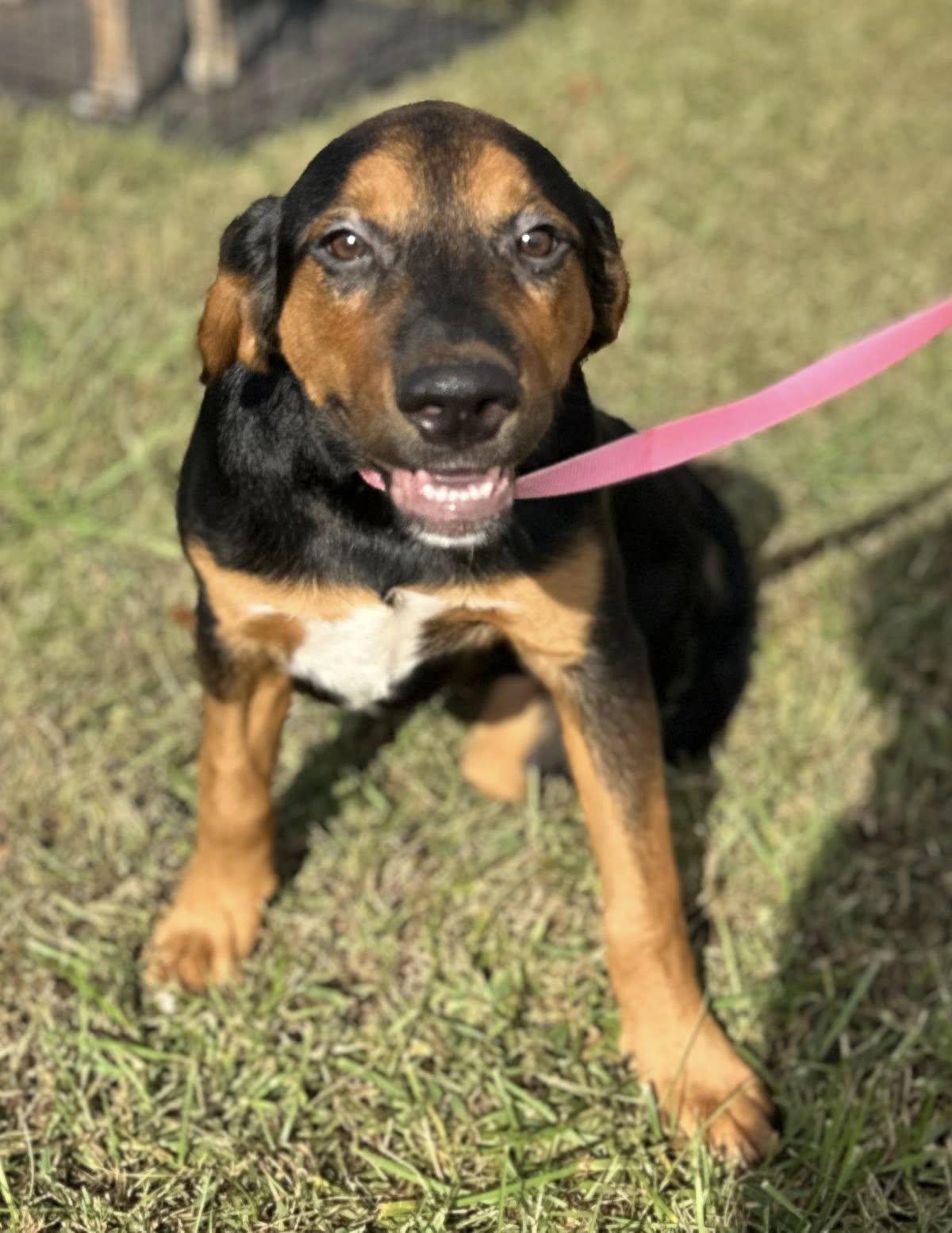 Mocha $395, a Adoptable mixed breed in Seneca, SC image 3/4