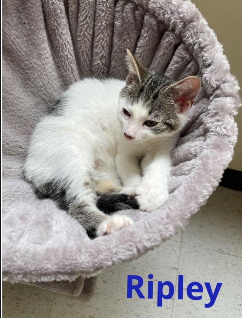 Ripley, Adopted, Kitten Male Domestic Short Hair.