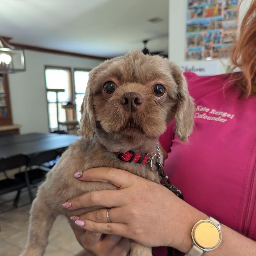 Enlarge Sam, an adopted mixed breed in Ocala, FL image 1/1