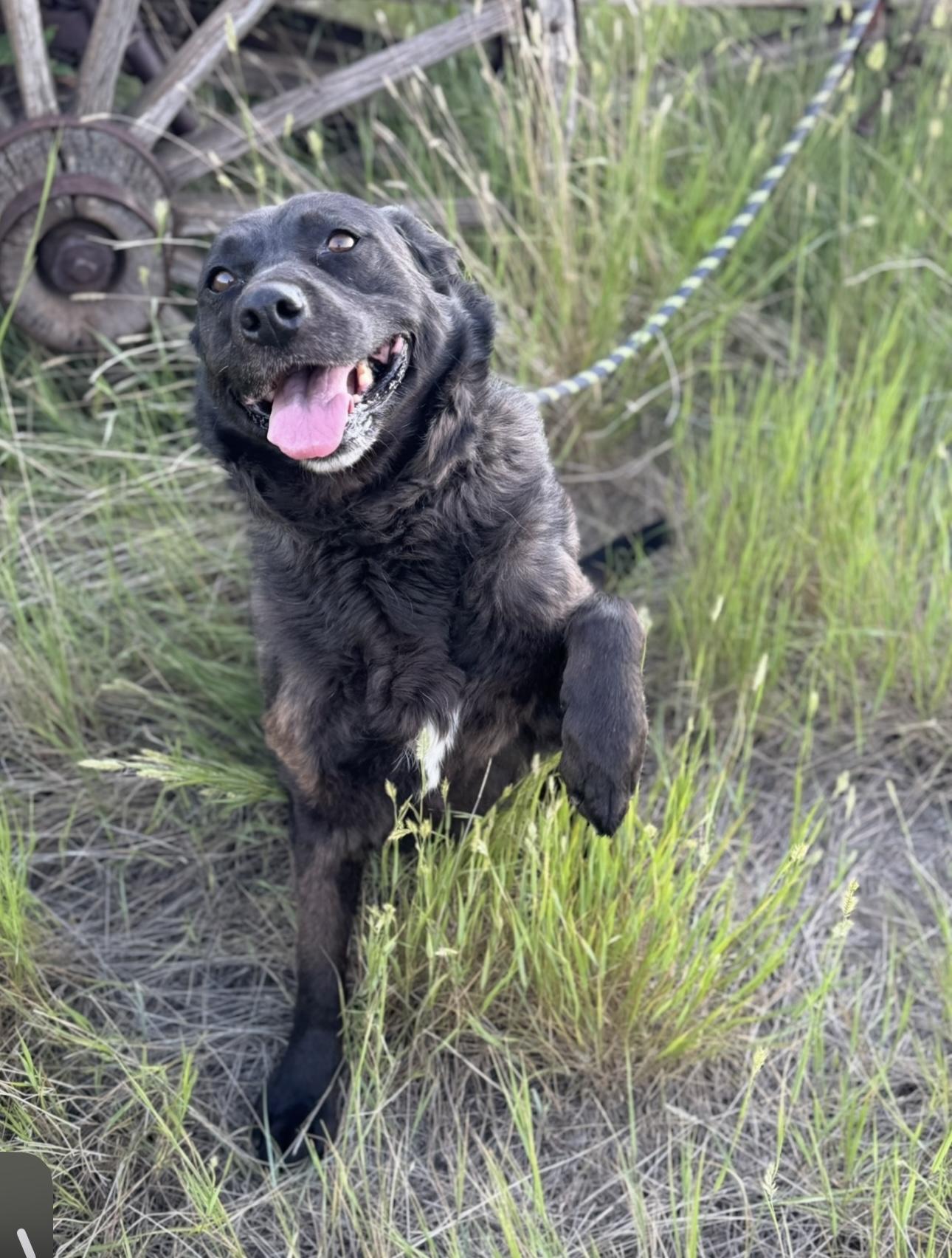 Sammie Jo, an adoptable Mixed Breed in Havre, MT, 59501 | Photo Image 4