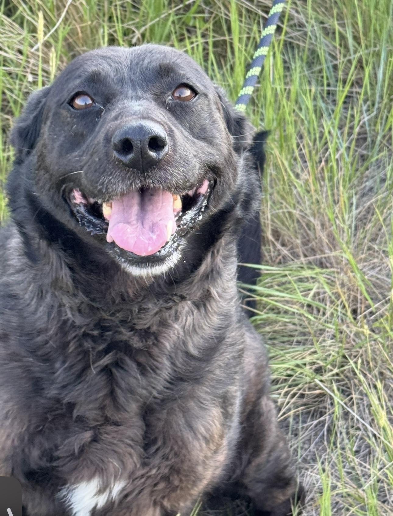 Enlarge Sammie Jo, a Adoptable mixed breed in Havre, MT image 3/4