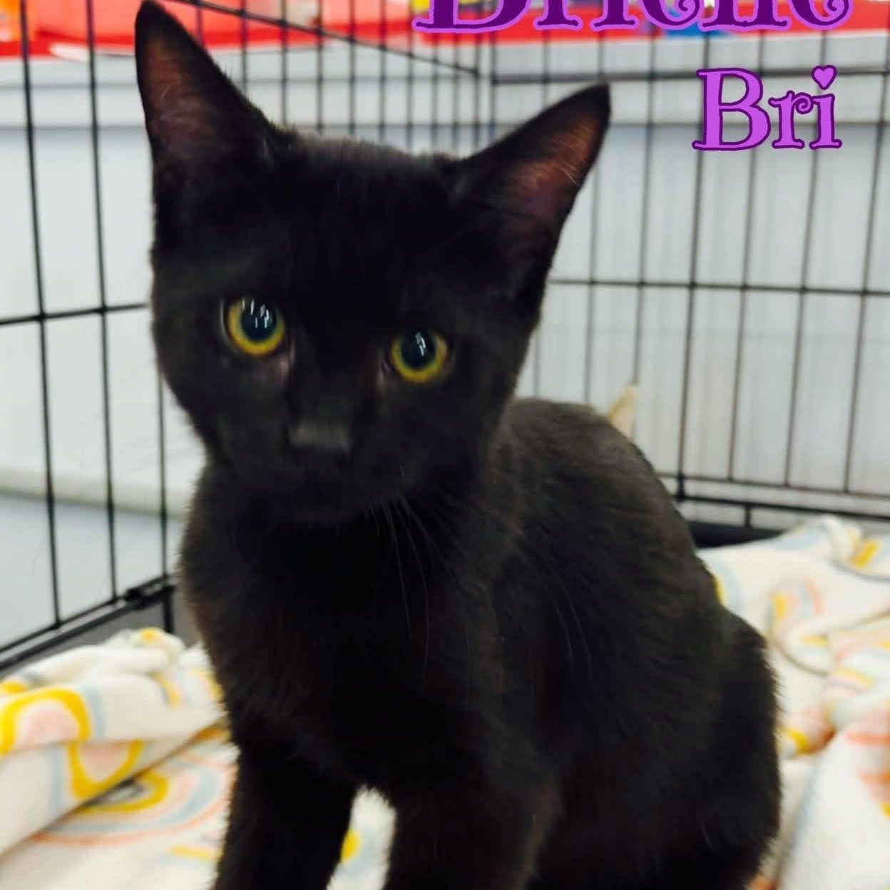 BRI, Adoptable, Kitten Female Domestic Short Hair.