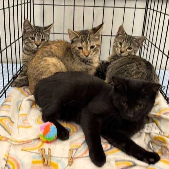 Enlarge BRI, a Adoptable Domestic Short Hair in Schnecksville, PA image 2/2