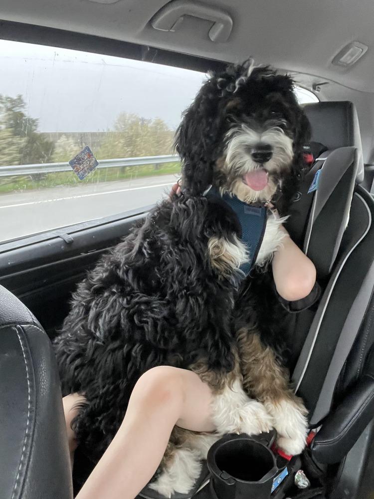 Dasher, Adoptable, Adult Male Bernese Mountain Dog & Bernese Mountain Dog.