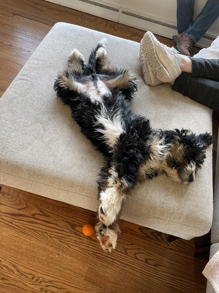 Dasher, a Adoptable mixed breed in Loveland, OH image 2/6