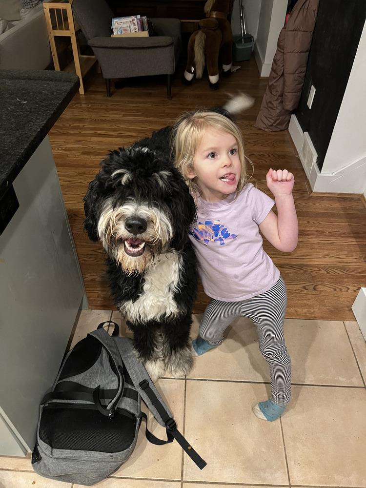 Dasher, a Adoptable mixed breed in Loveland, OH image 4/6