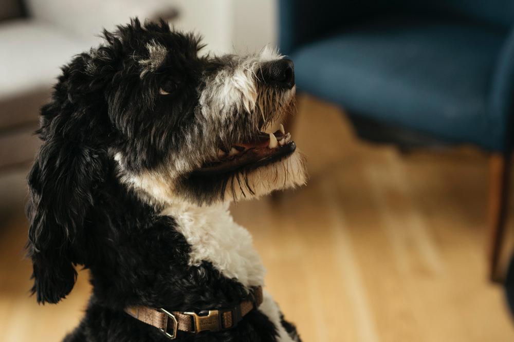 Dasher, a Adoptable mixed breed in Loveland, OH image 5/6