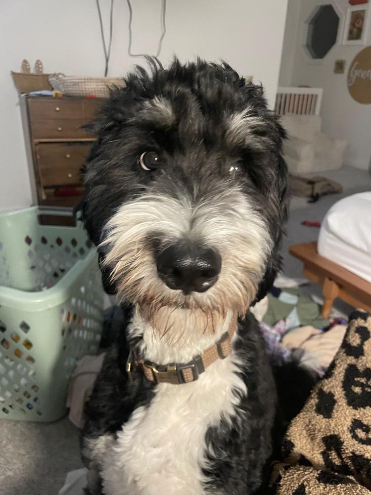 Dasher, a Adoptable mixed breed in Loveland, OH image 6/6