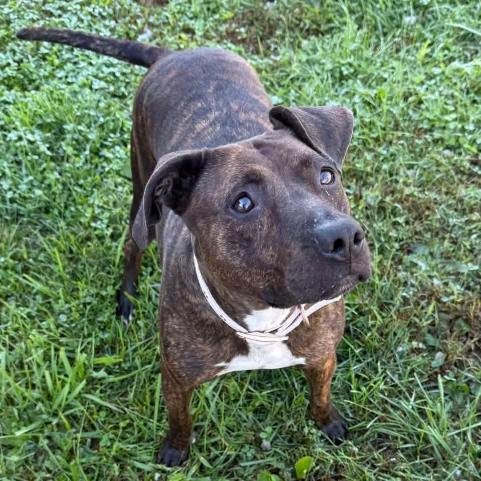 Enlarge LUNA, a Adopted mixed breed in Cadiz, OH image 3/3