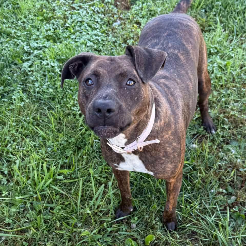 Enlarge LUNA, a Adopted mixed breed in Cadiz, OH image 2/3