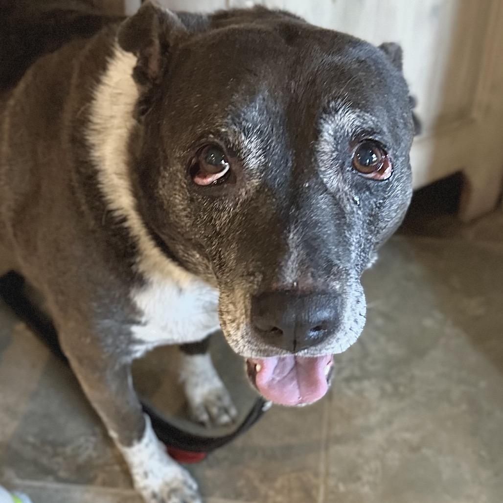 Oreo, Adoptable, Senior Female Mixed Breed & Australian Cattle Dog / Blue Heeler.