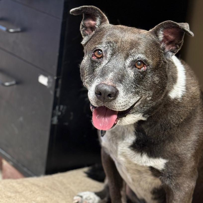 Enlarge Oreo, a Adoptable mixed breed in Park City, UT image 2/6