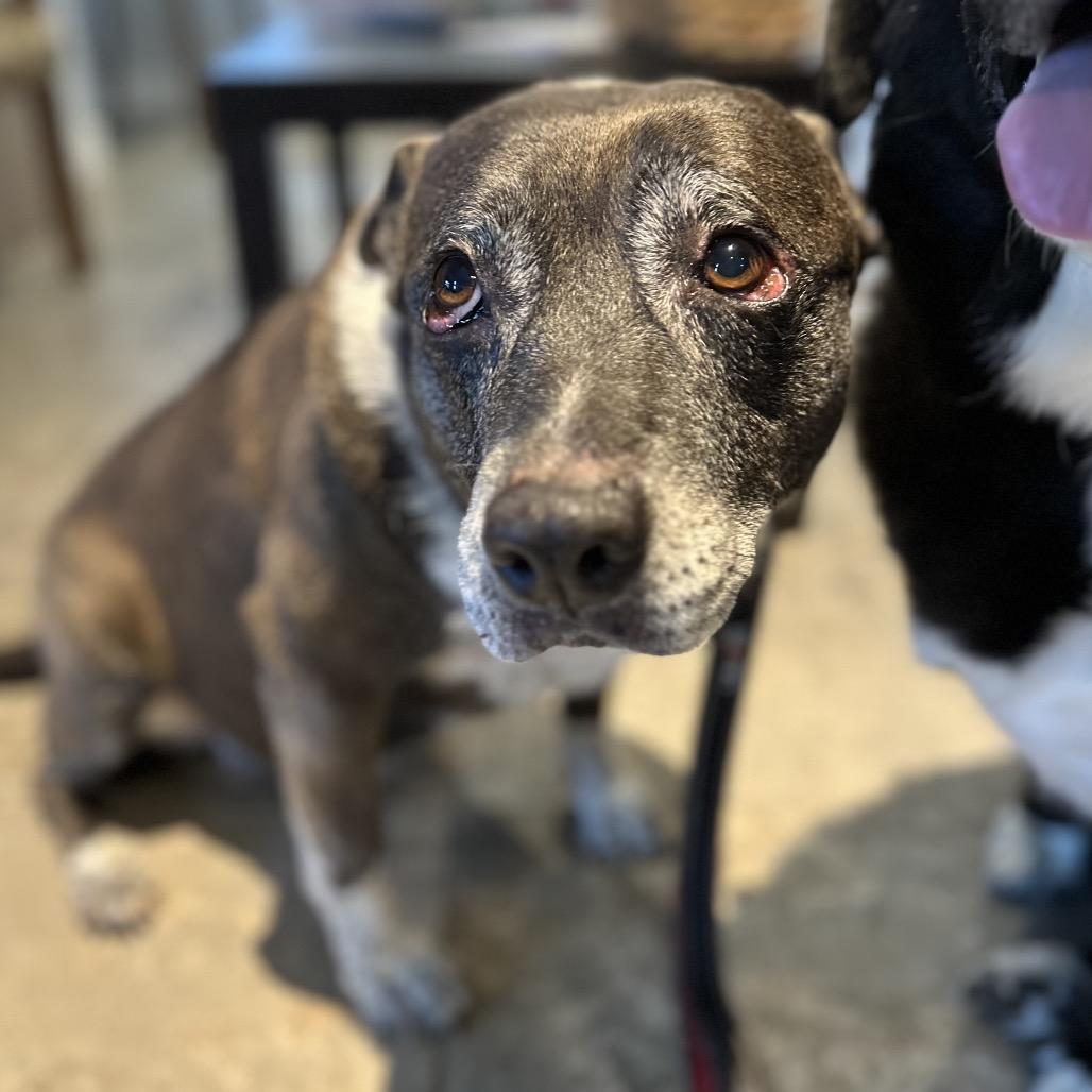 Enlarge Oreo, a Adoptable mixed breed in Park City, UT image 3/6