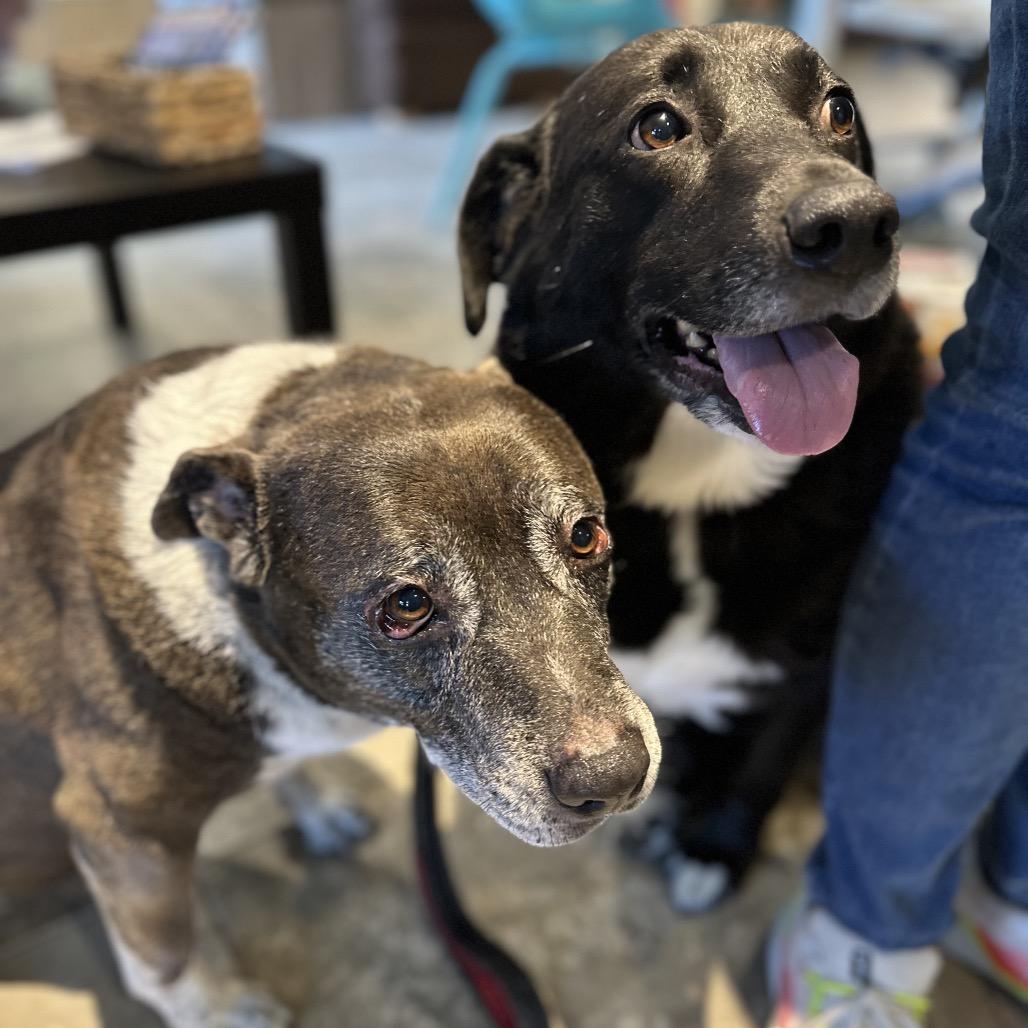 Enlarge Oreo, a Adoptable mixed breed in Park City, UT image 4/6