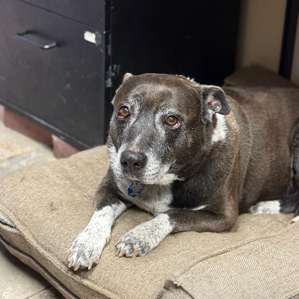 Enlarge Oreo, a Adoptable mixed breed in Park City, UT image 5/6