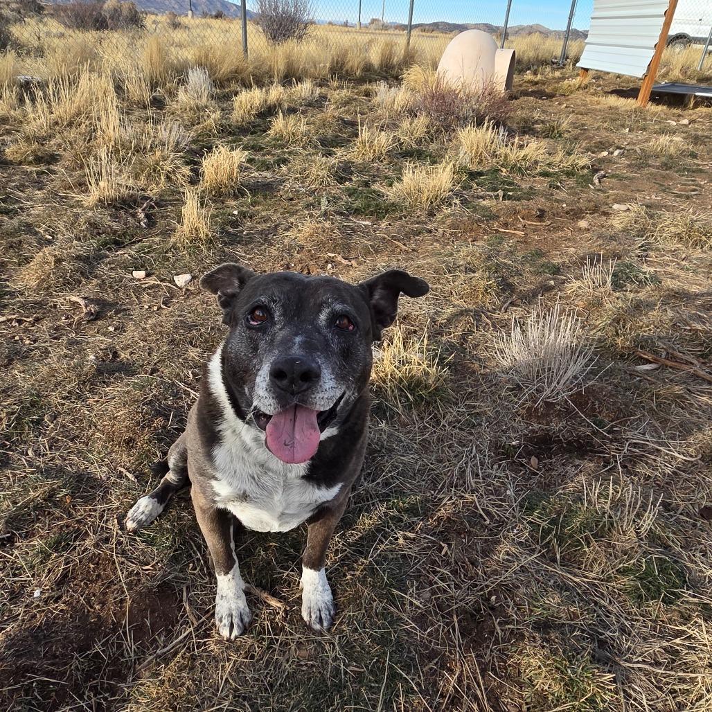 Oreo, a Adoptable mixed breed in Park City, UT image 5/6