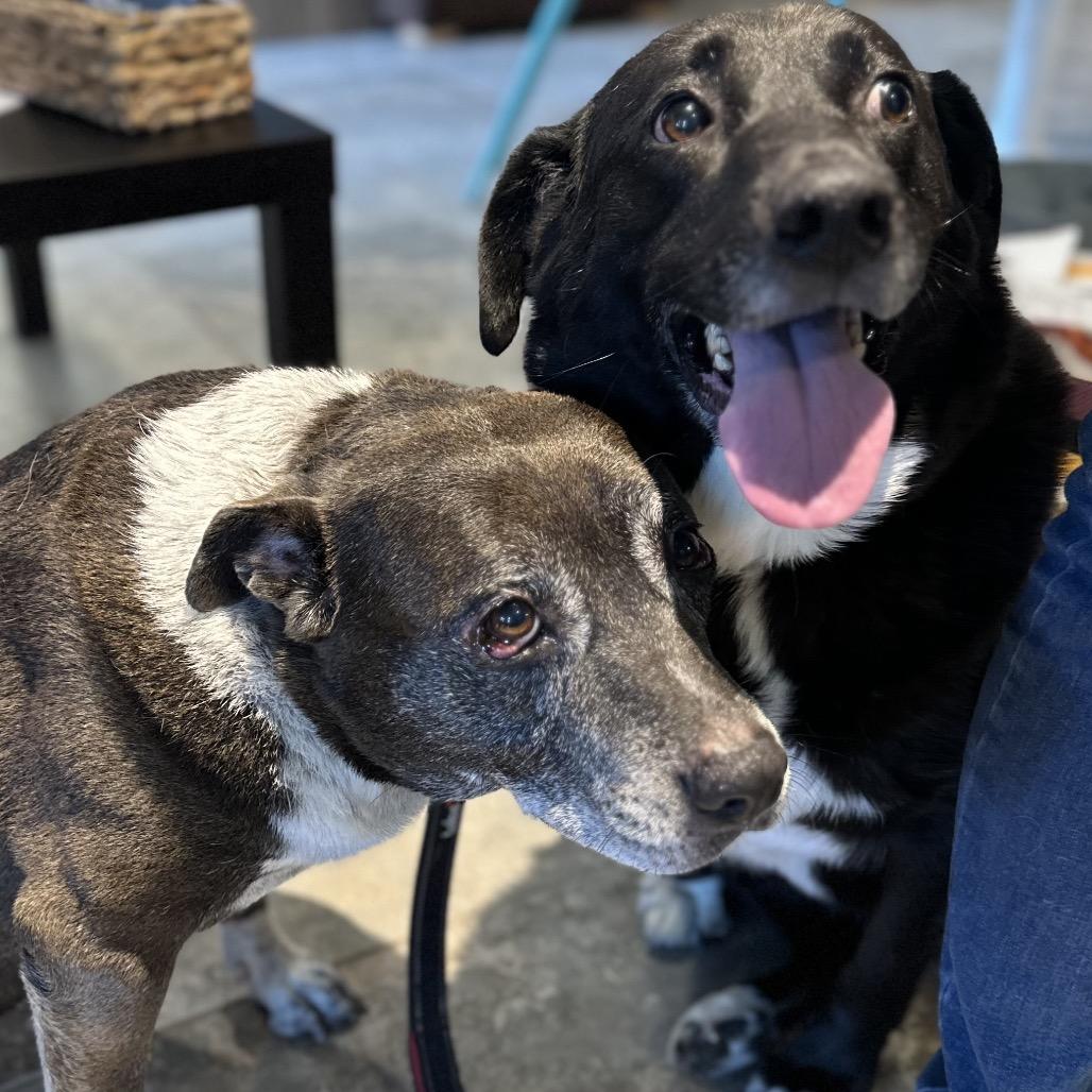 Enlarge Oreo, a Adoptable mixed breed in Park City, UT image 6/6