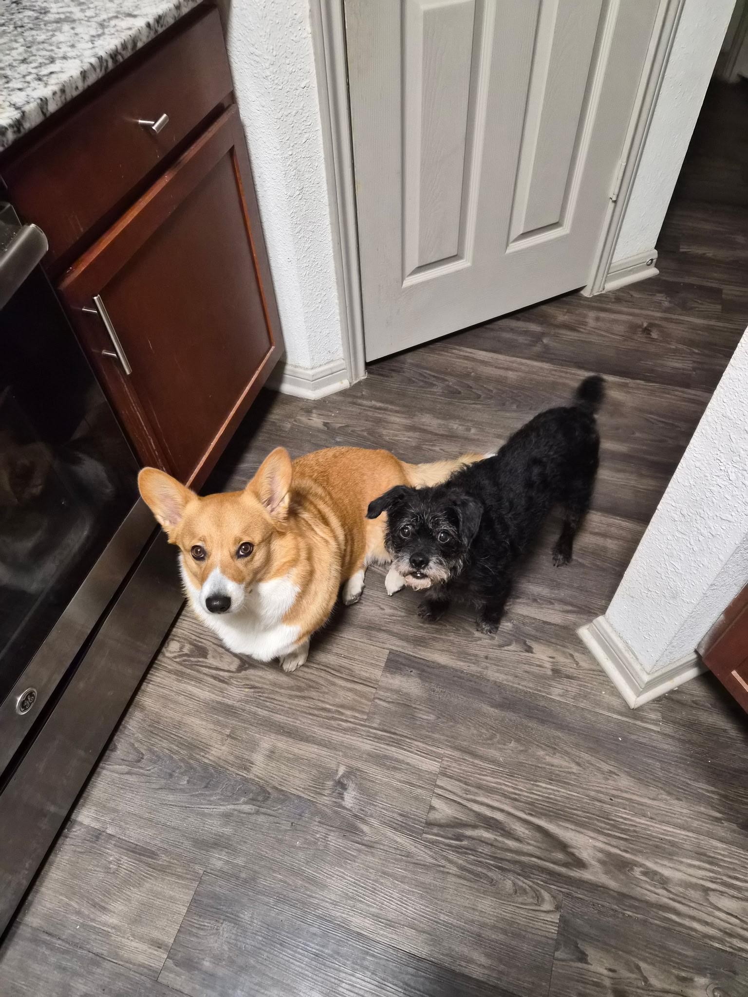 Enlarge Banks, a ADOPTABLE mixed breed in Austin, TX image 5/5