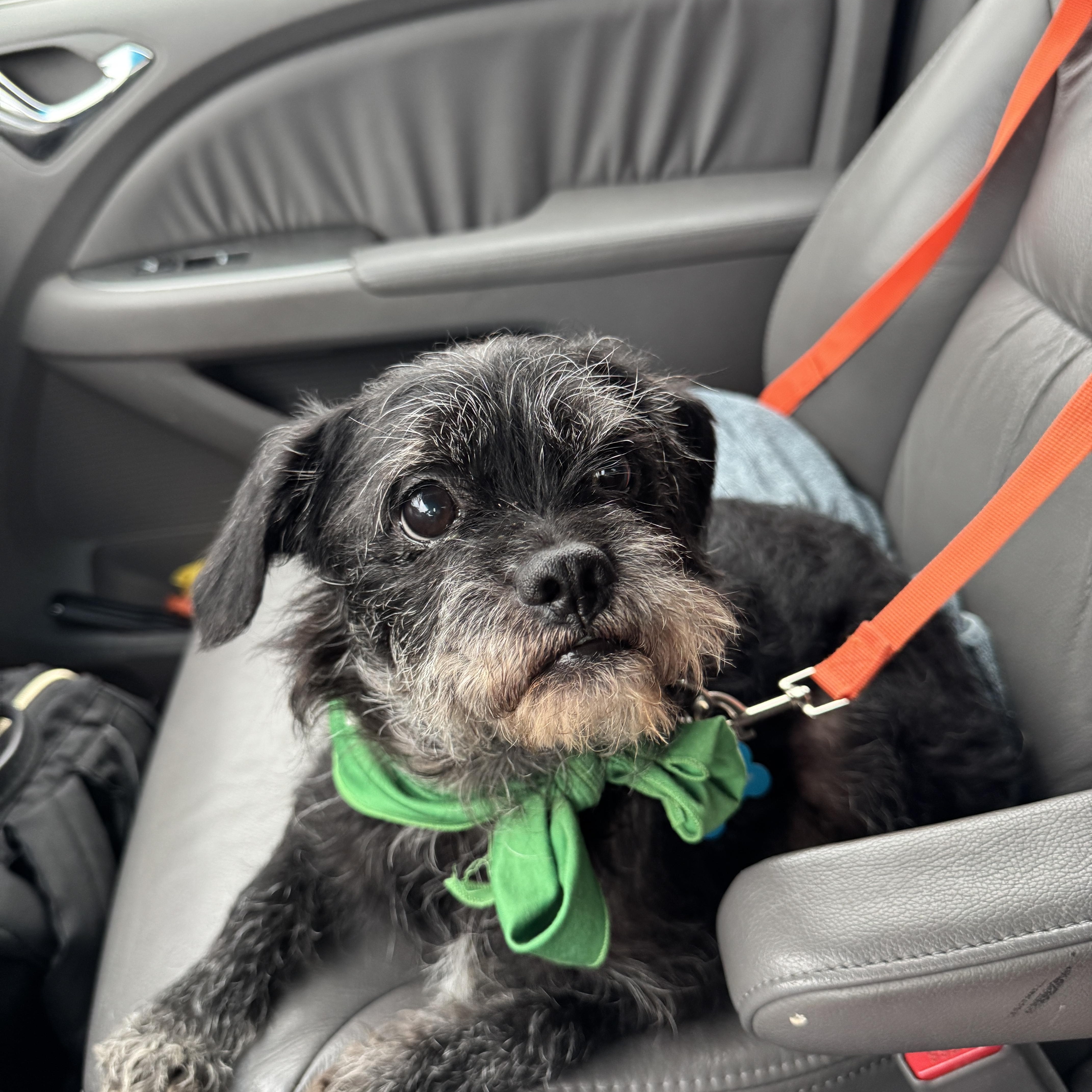 Enlarge Banks, a ADOPTABLE mixed breed in Austin, TX image 2/5