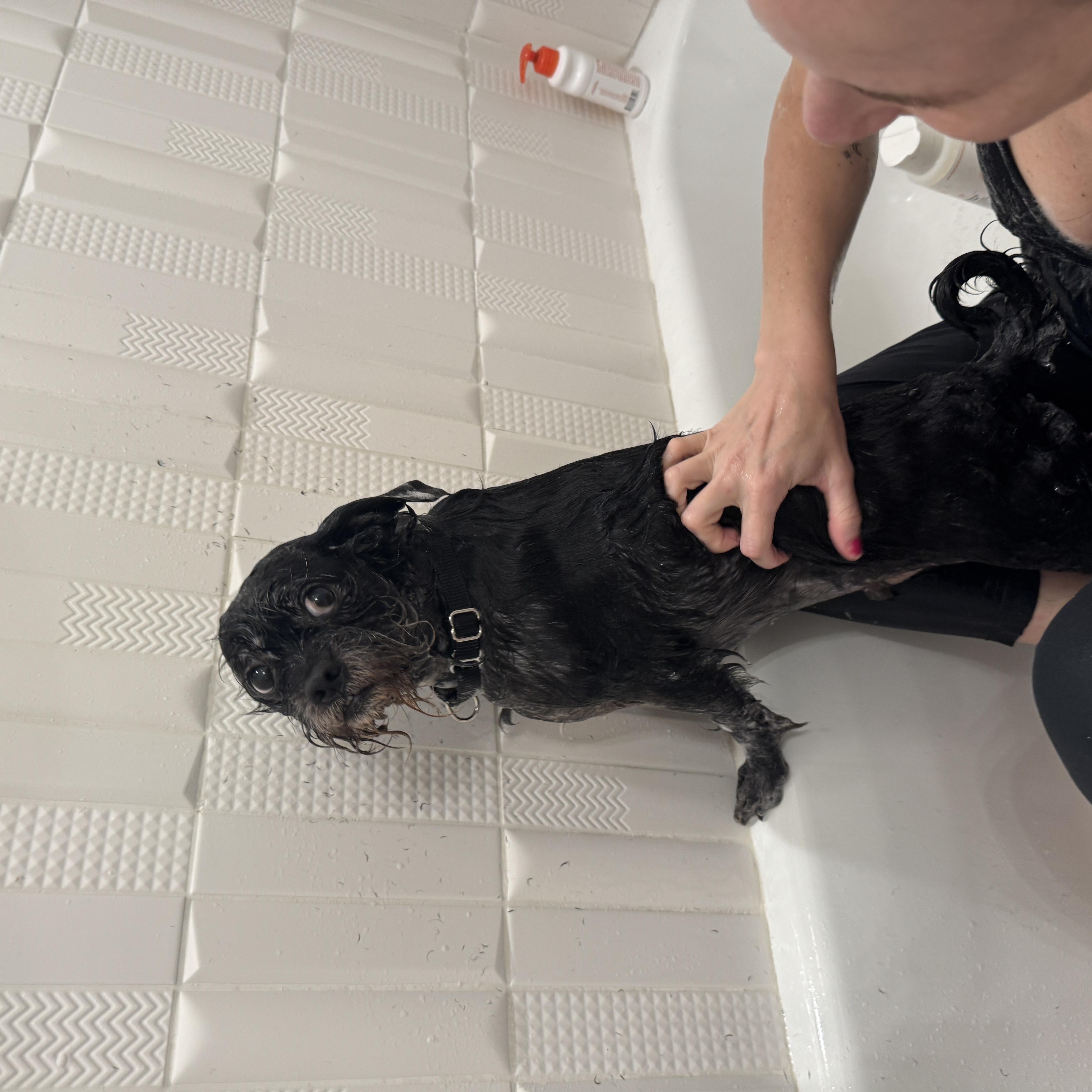 Enlarge Banks, a ADOPTABLE mixed breed in Austin, TX image 4/5