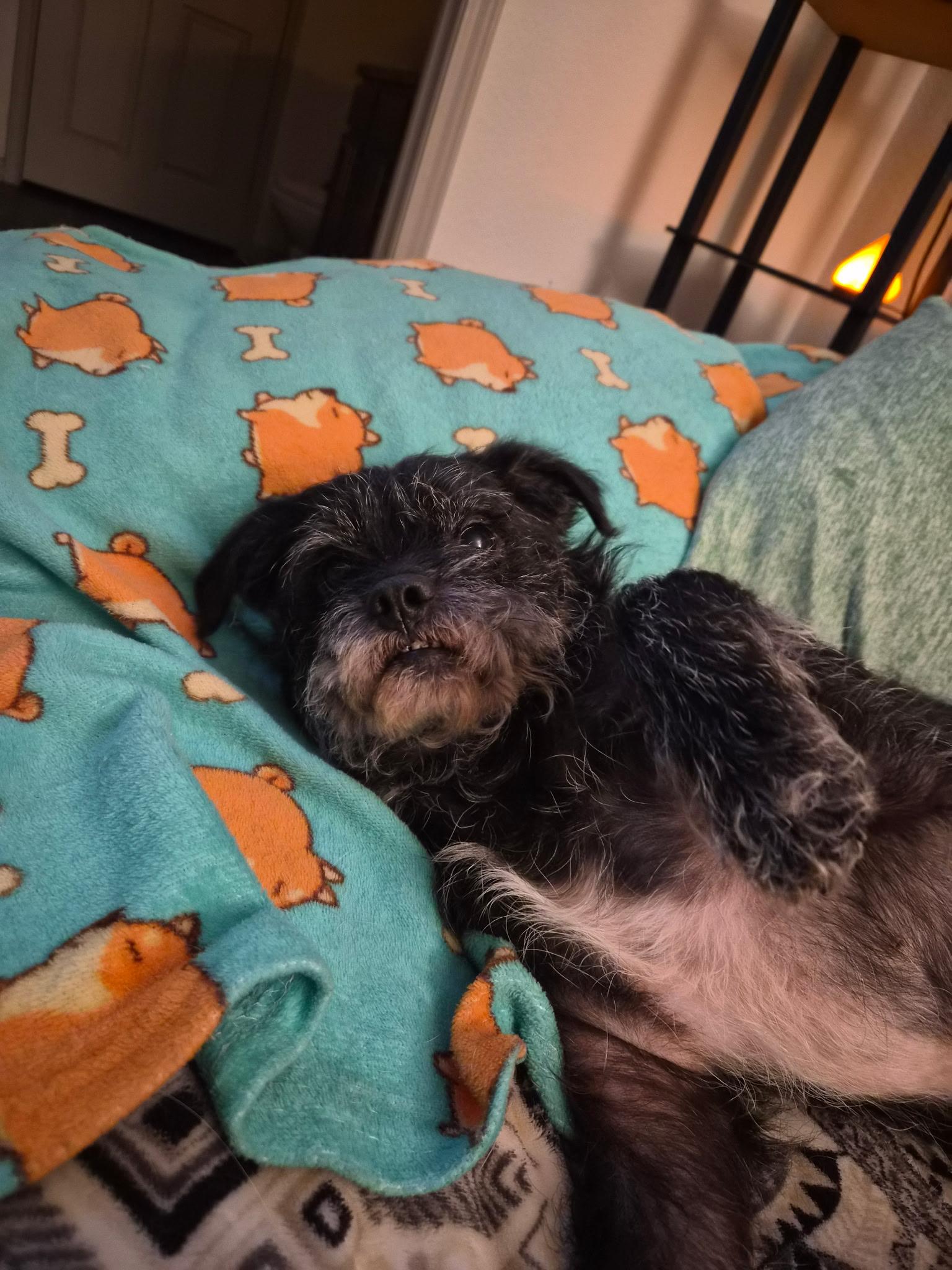 Enlarge Banks, a ADOPTABLE mixed breed in Austin, TX image 3/5