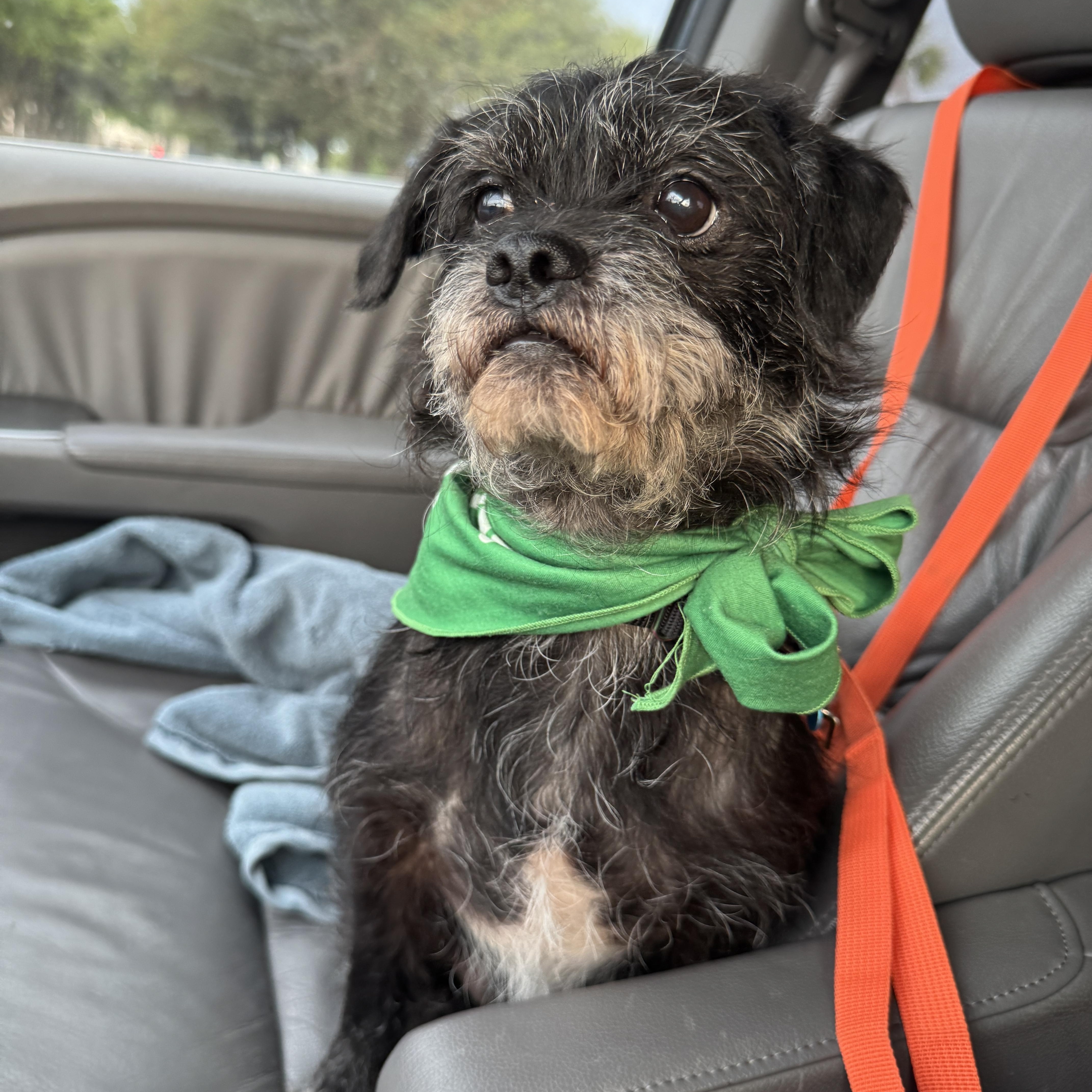 Enlarge Banks, a ADOPTABLE mixed breed in Austin, TX image 1/5