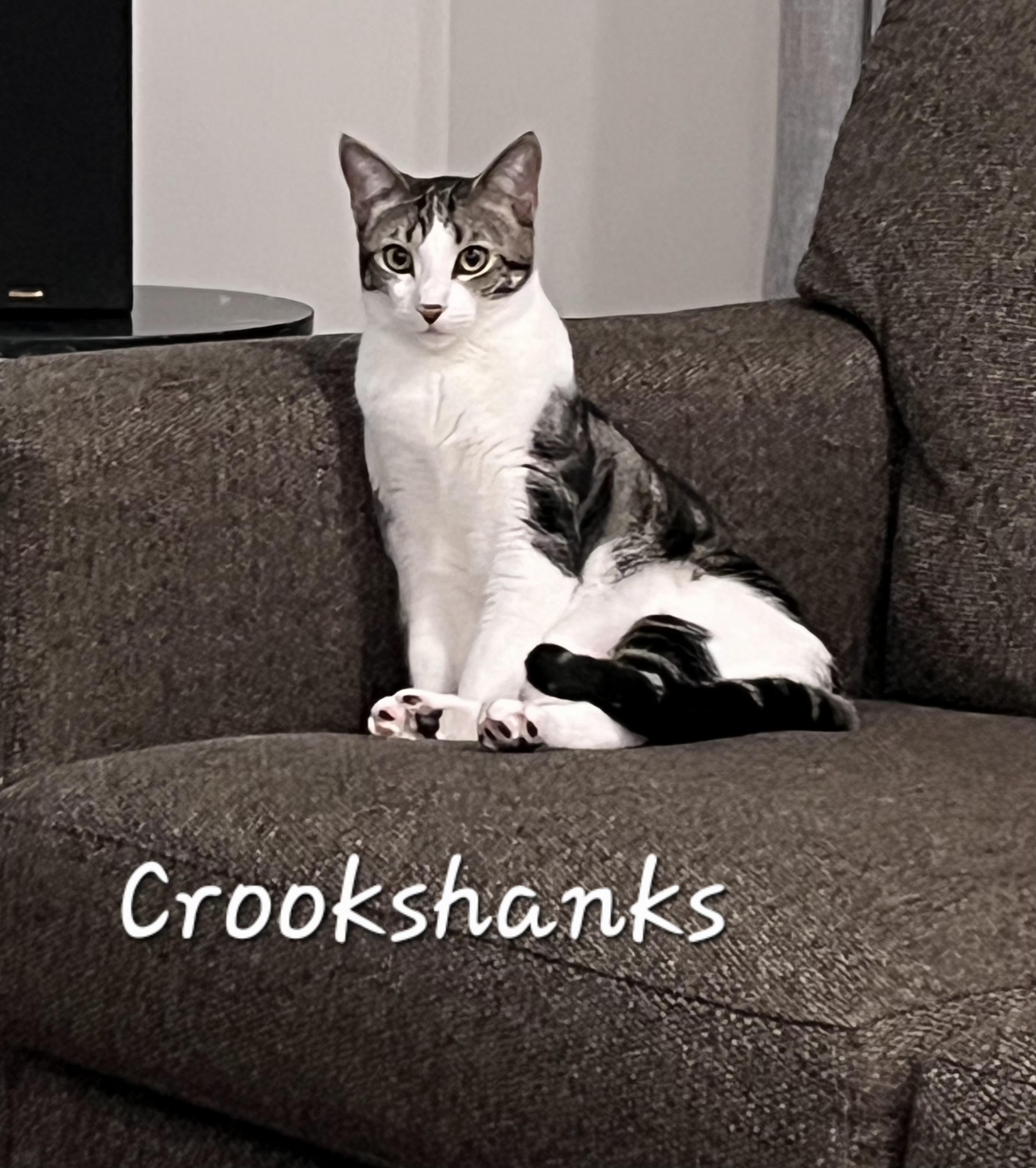 Enlarge Crookshanks, a ADOPTABLE Domestic Short Hair in Redondo Beach, CA image 2/6