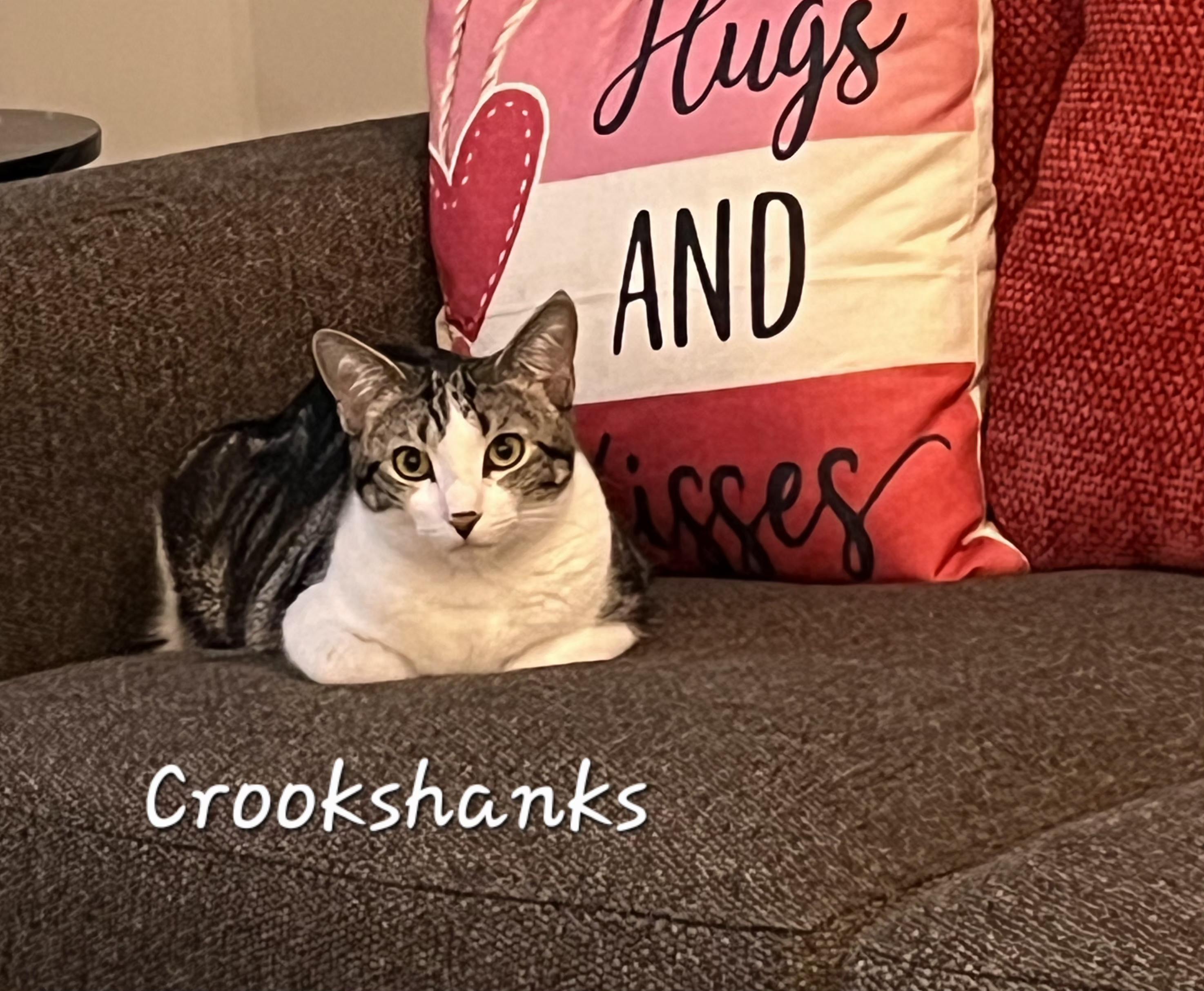 Enlarge Crookshanks, a ADOPTABLE Domestic Short Hair in Redondo Beach, CA image 5/6