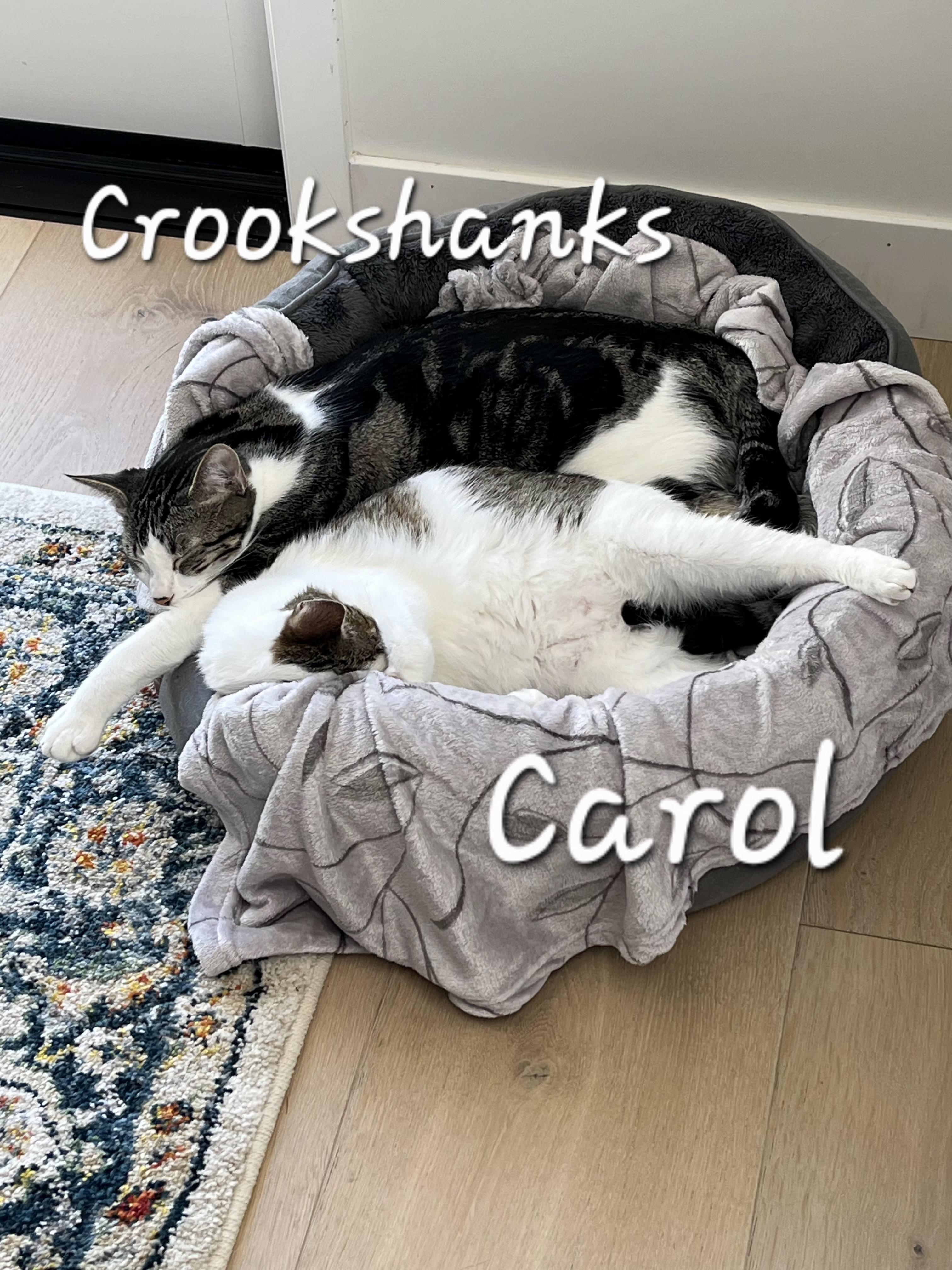 Enlarge Crookshanks, a ADOPTABLE Domestic Short Hair in Redondo Beach, CA image 6/6
