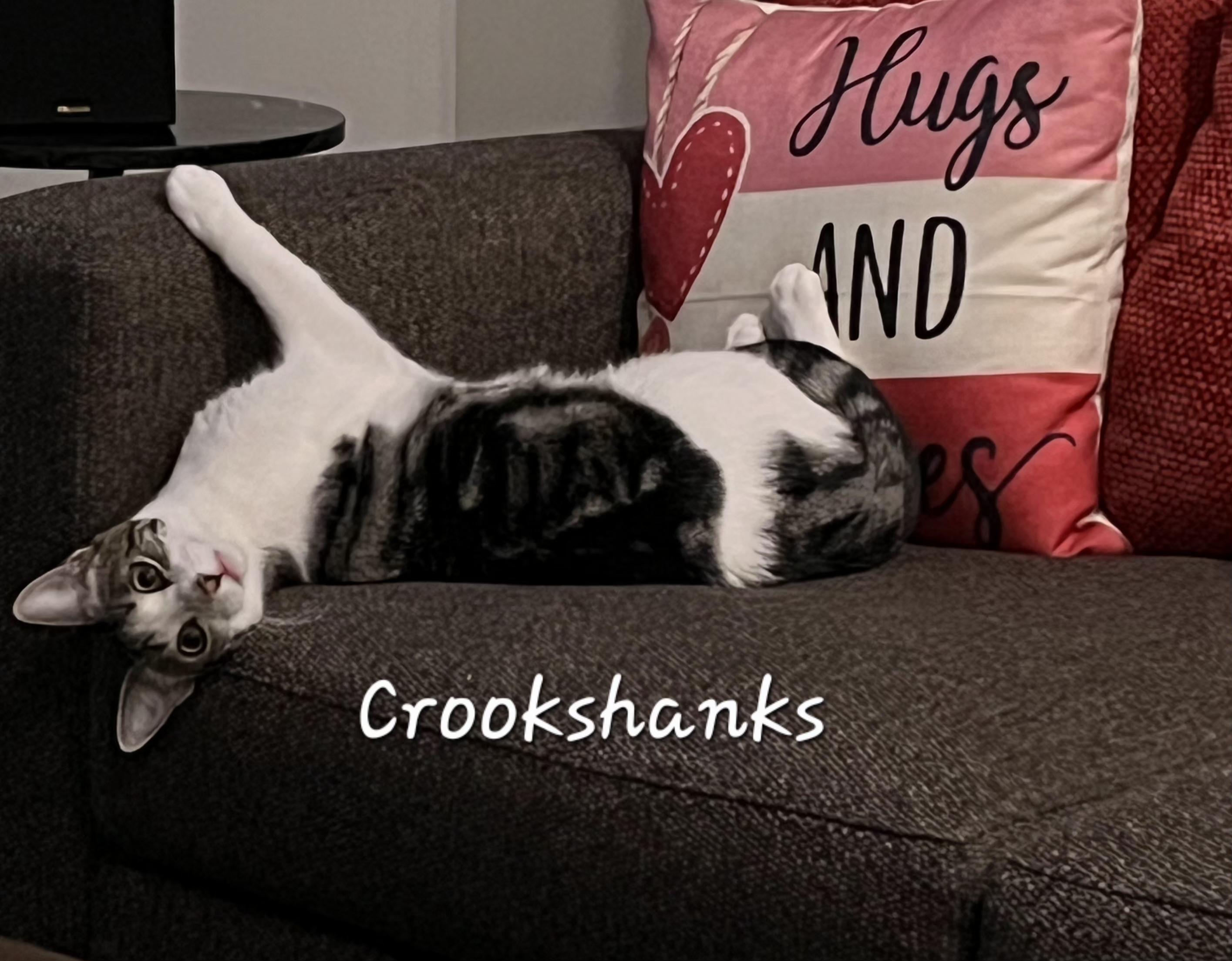 Crookshanks, ADOPTABLE, Young Female Domestic Short Hair.