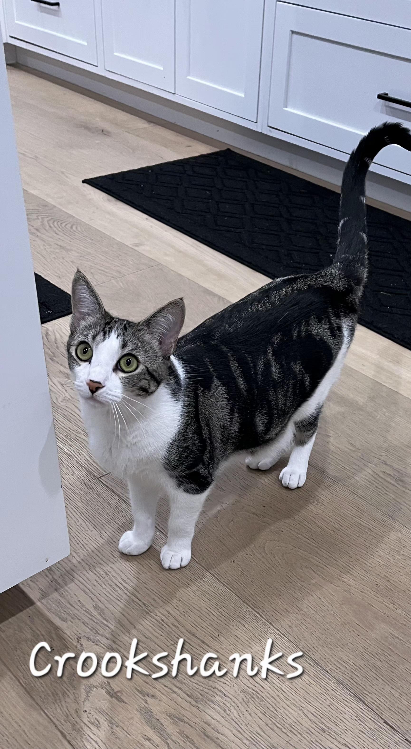 Enlarge Crookshanks, a ADOPTABLE Domestic Short Hair in Redondo Beach, CA image 3/6