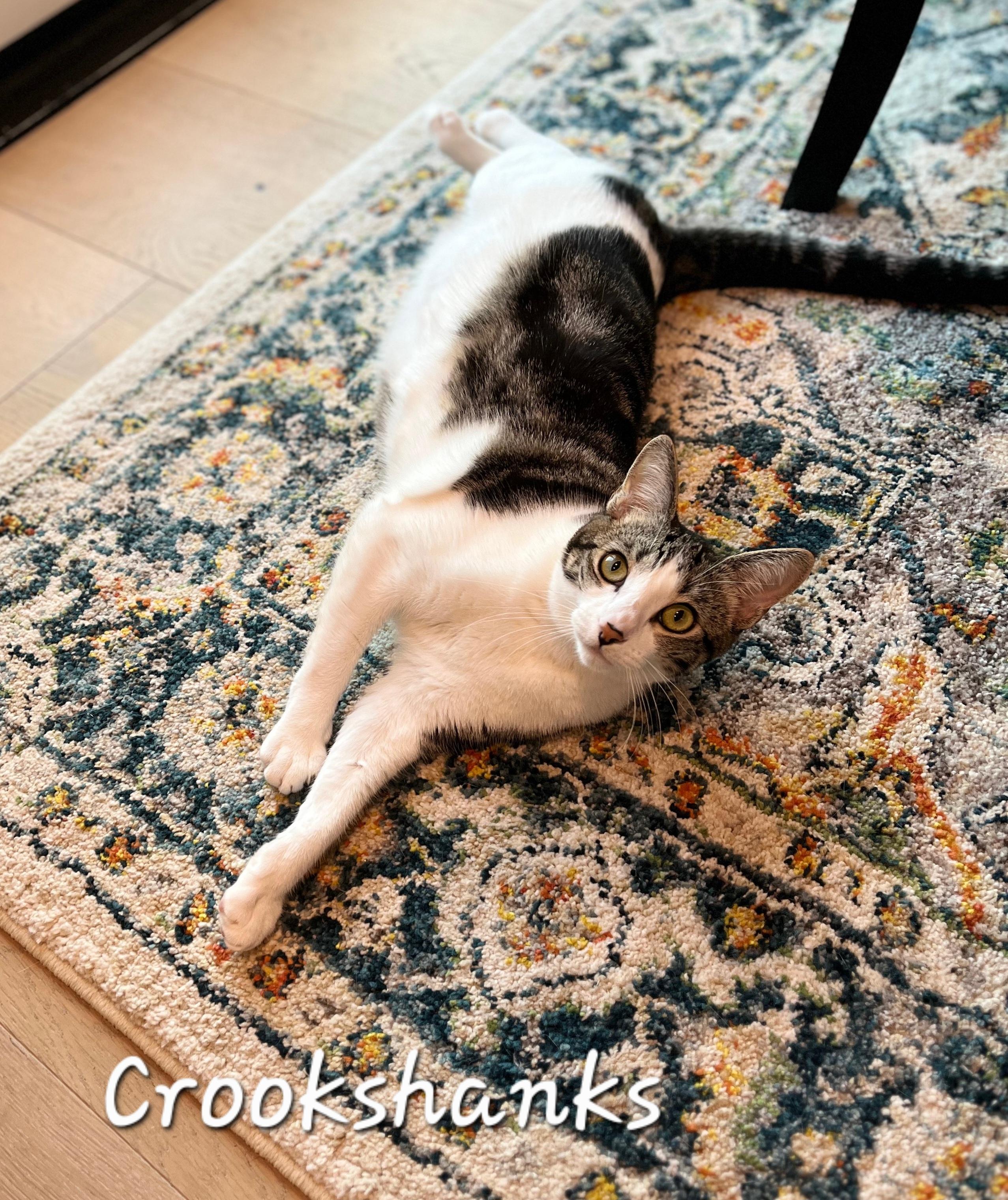 Enlarge Crookshanks, a ADOPTABLE Domestic Short Hair in Redondo Beach, CA image 4/6