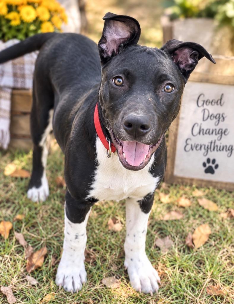 Maxx, Adopted, Puppy Male Mixed Breed.